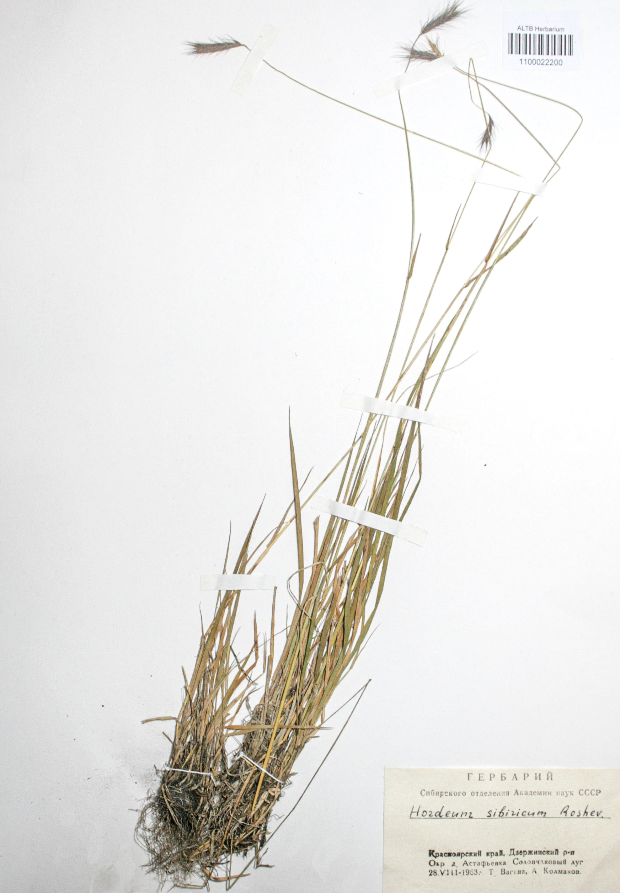 Hordeum sibiricum Roshev.