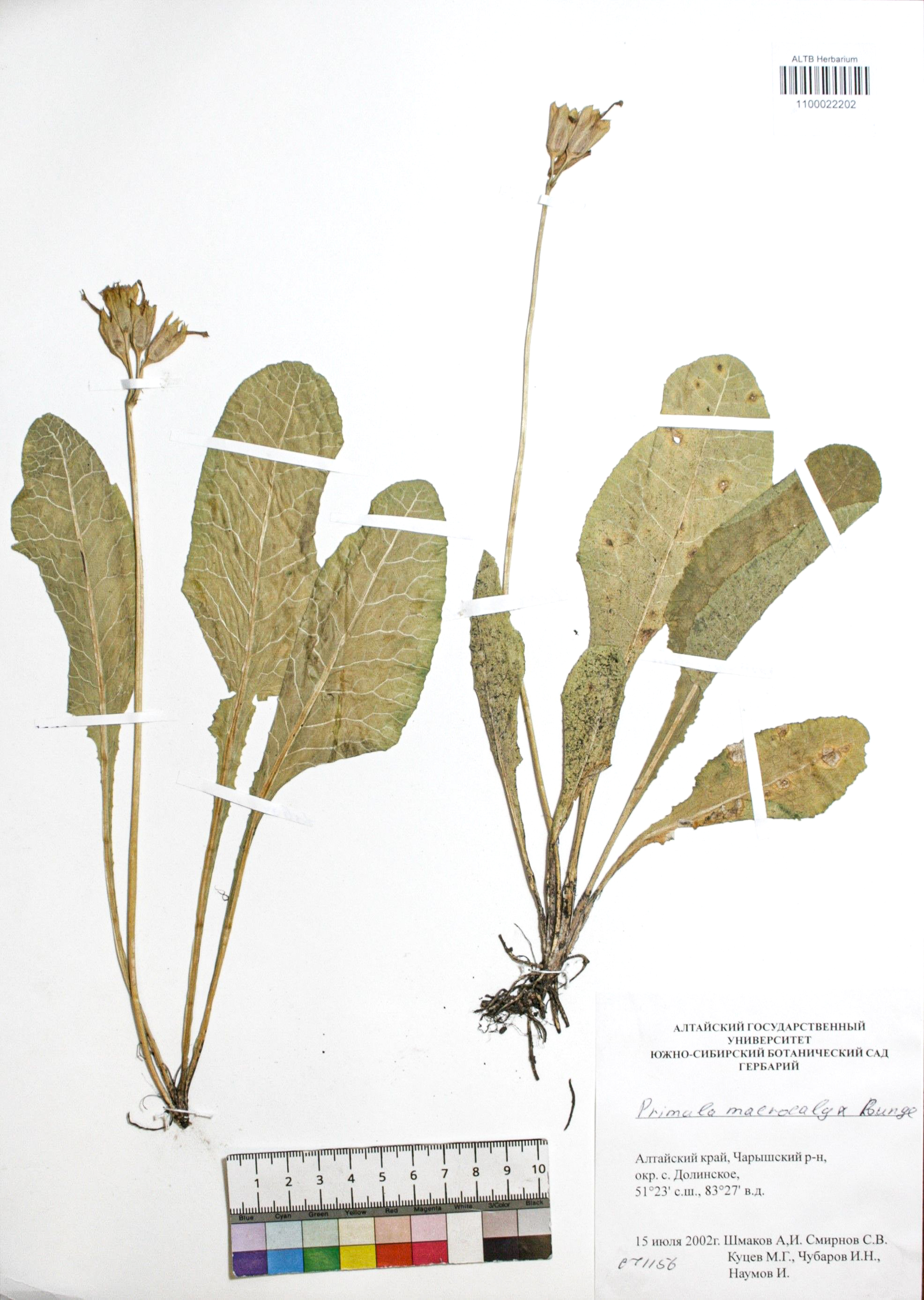 Primula macrocalyx Bunge