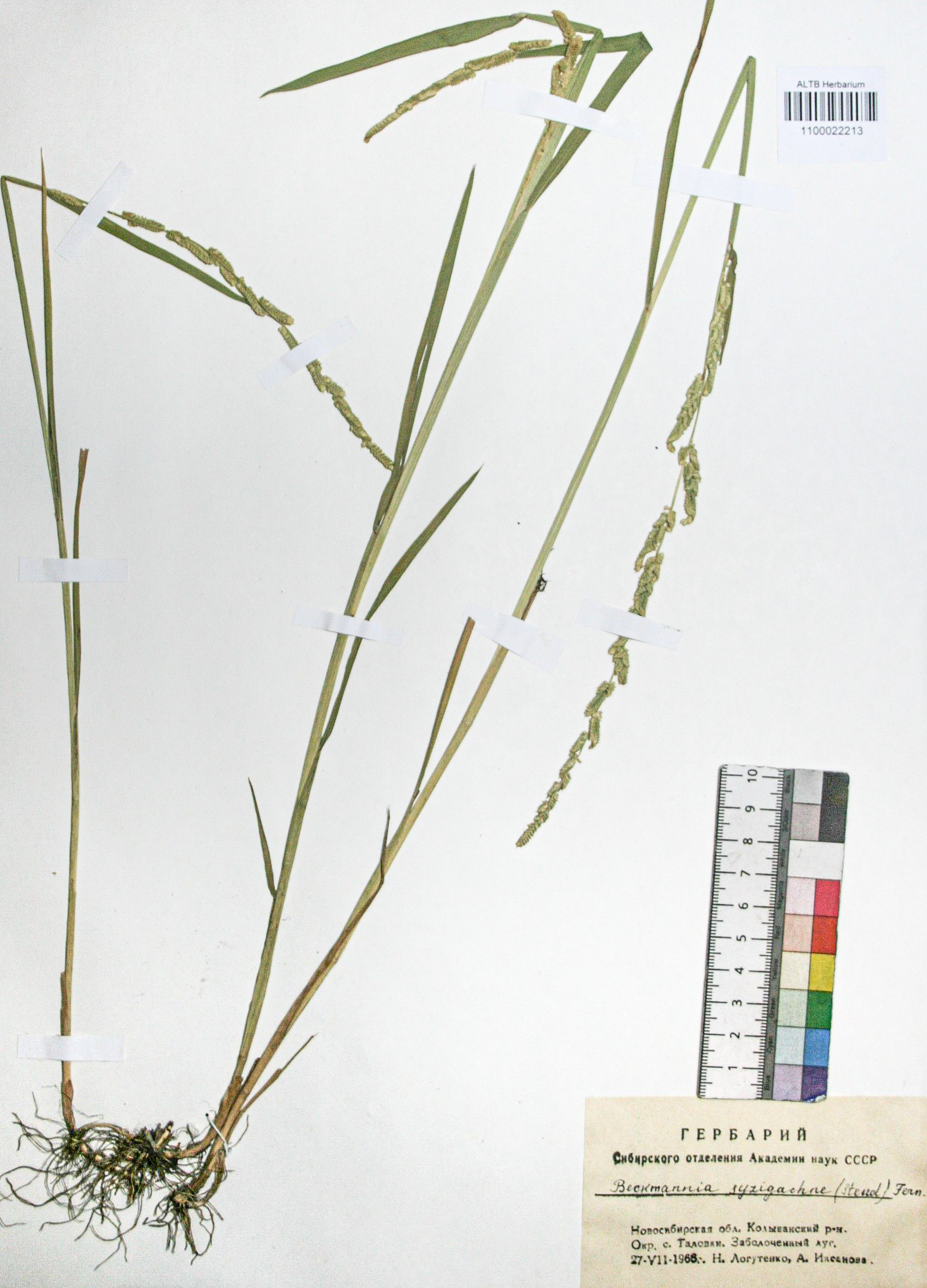 Beckmannia syzigachne (Steud.) Fern.