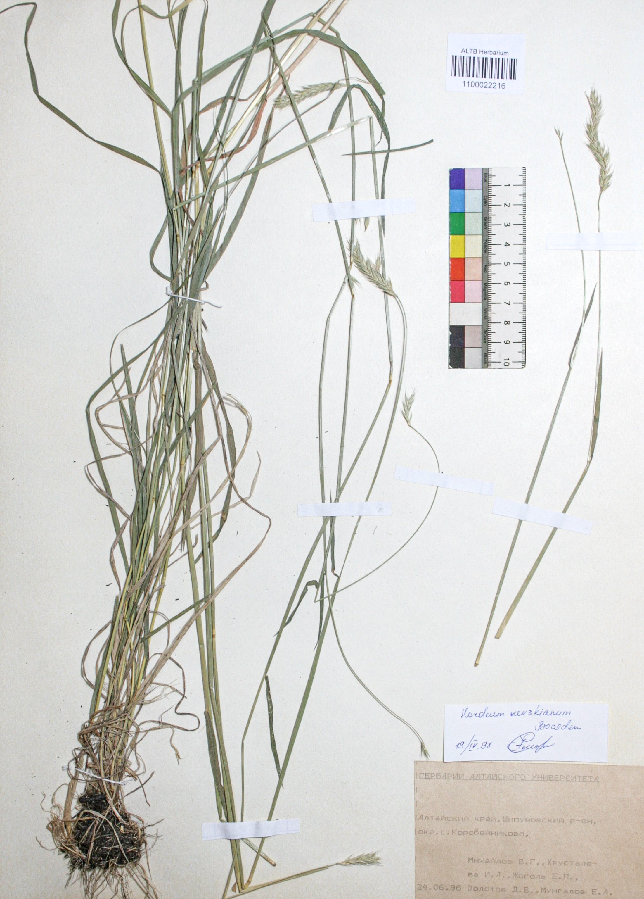 Hordeum nevskianum Bowden