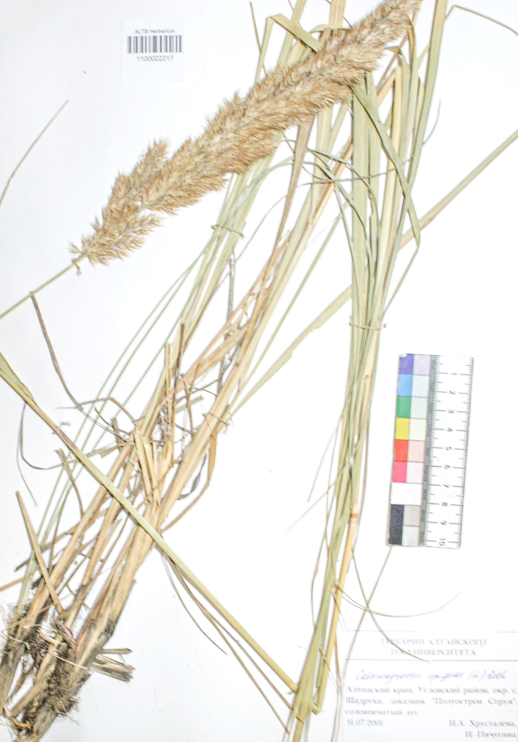 Calamagrostis epigejos (L.) Roth