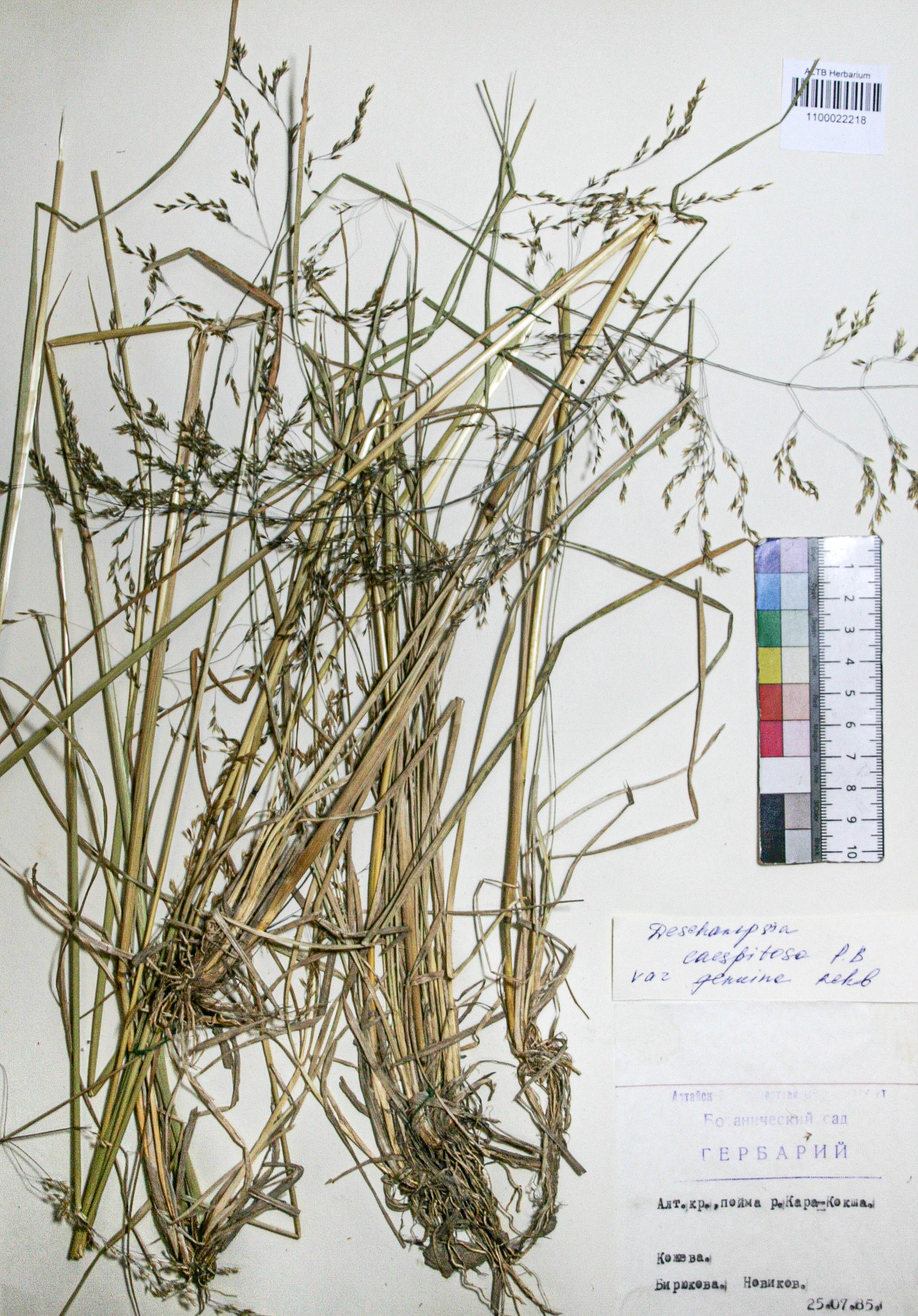 Deschampsia caespitosa (L.) Beauv.