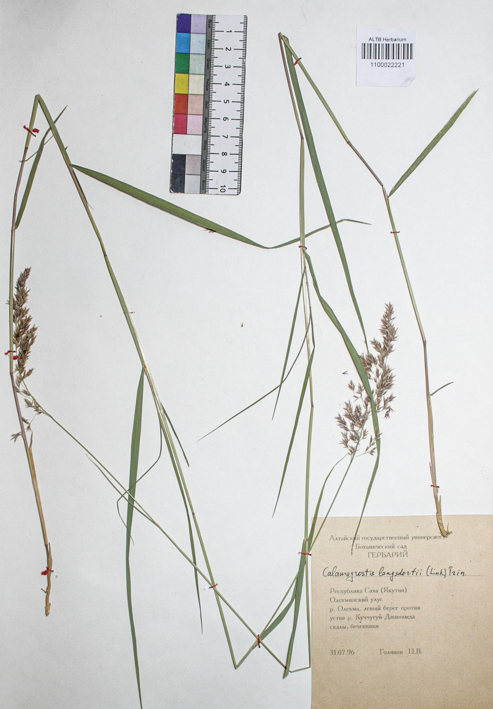 Calamagrostis langsdorffii (Link) Trin.