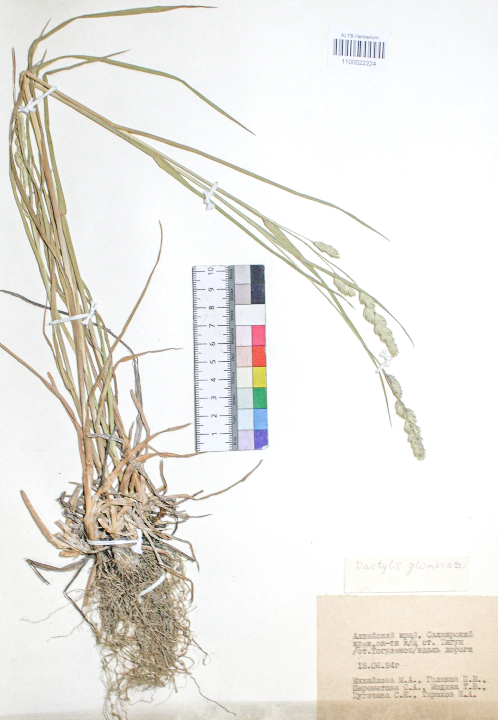 Dactylis glomerata L.