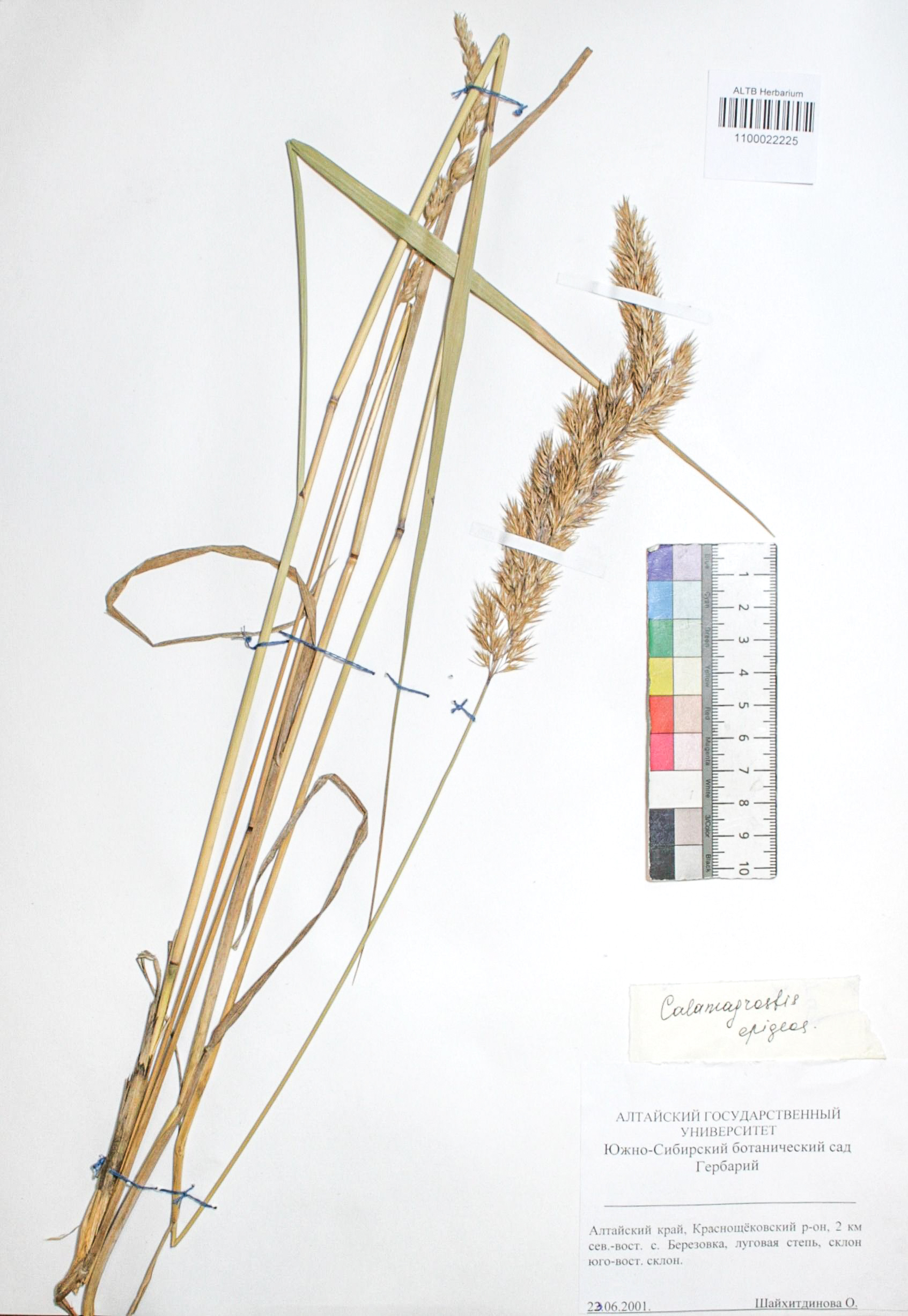 Calamagrostis epigejos (L.) Roth