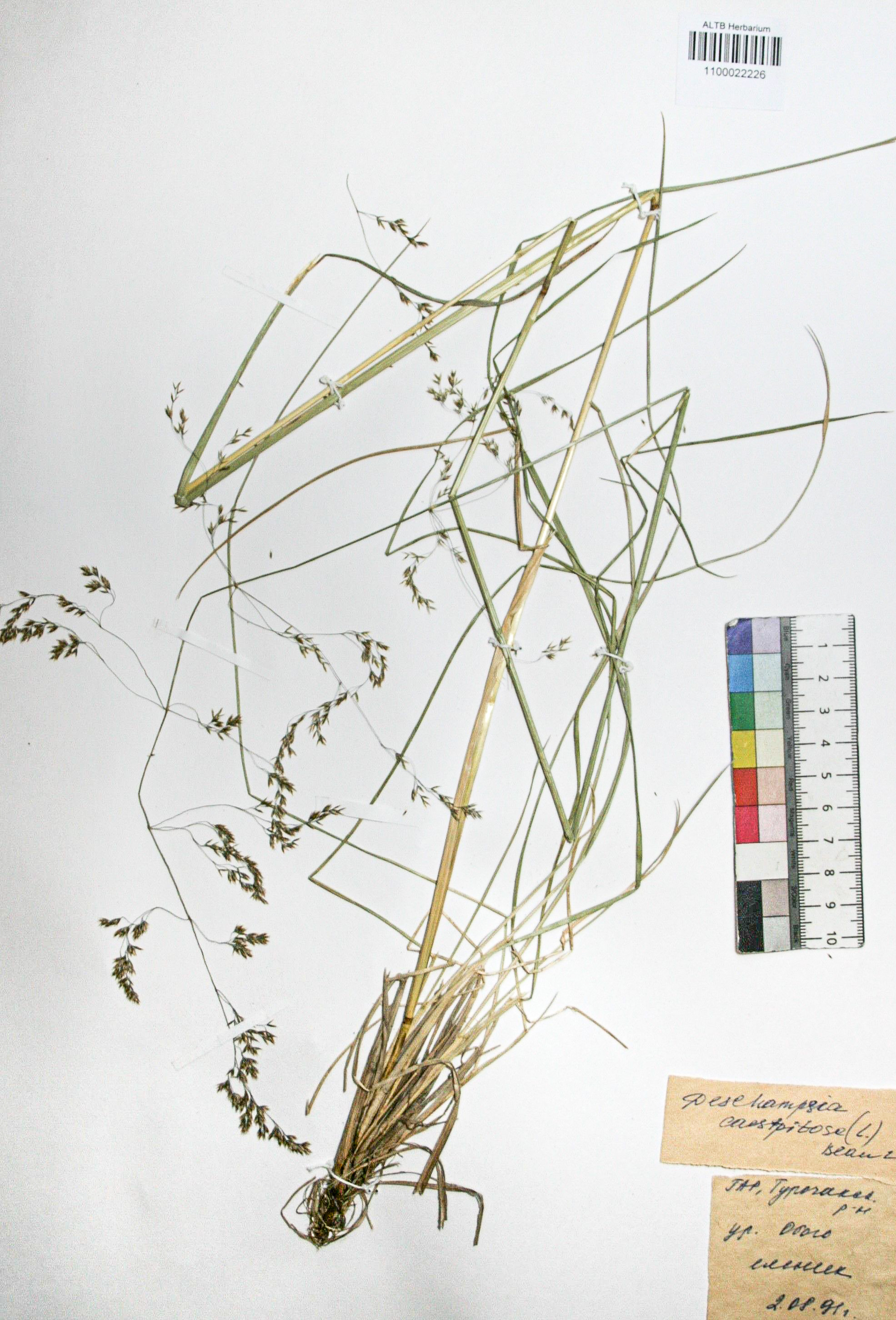 Deschampsia caespitosa (L.) Beauv.
