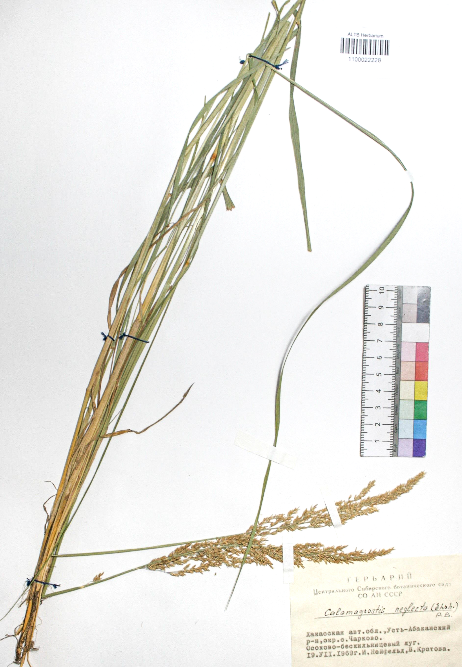 Calamagrostis neglecta (Ehrh.) Gaertn.