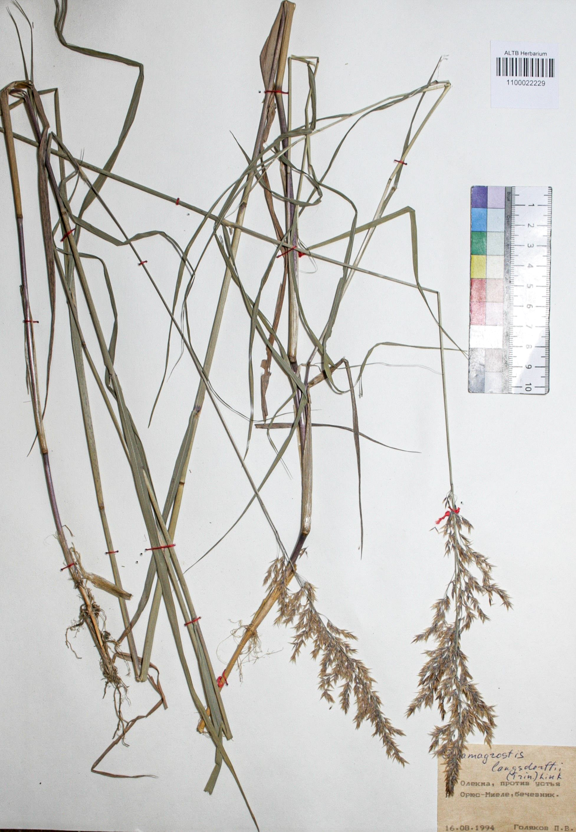 Calamagrostis langsdorffii (Link) Trin.