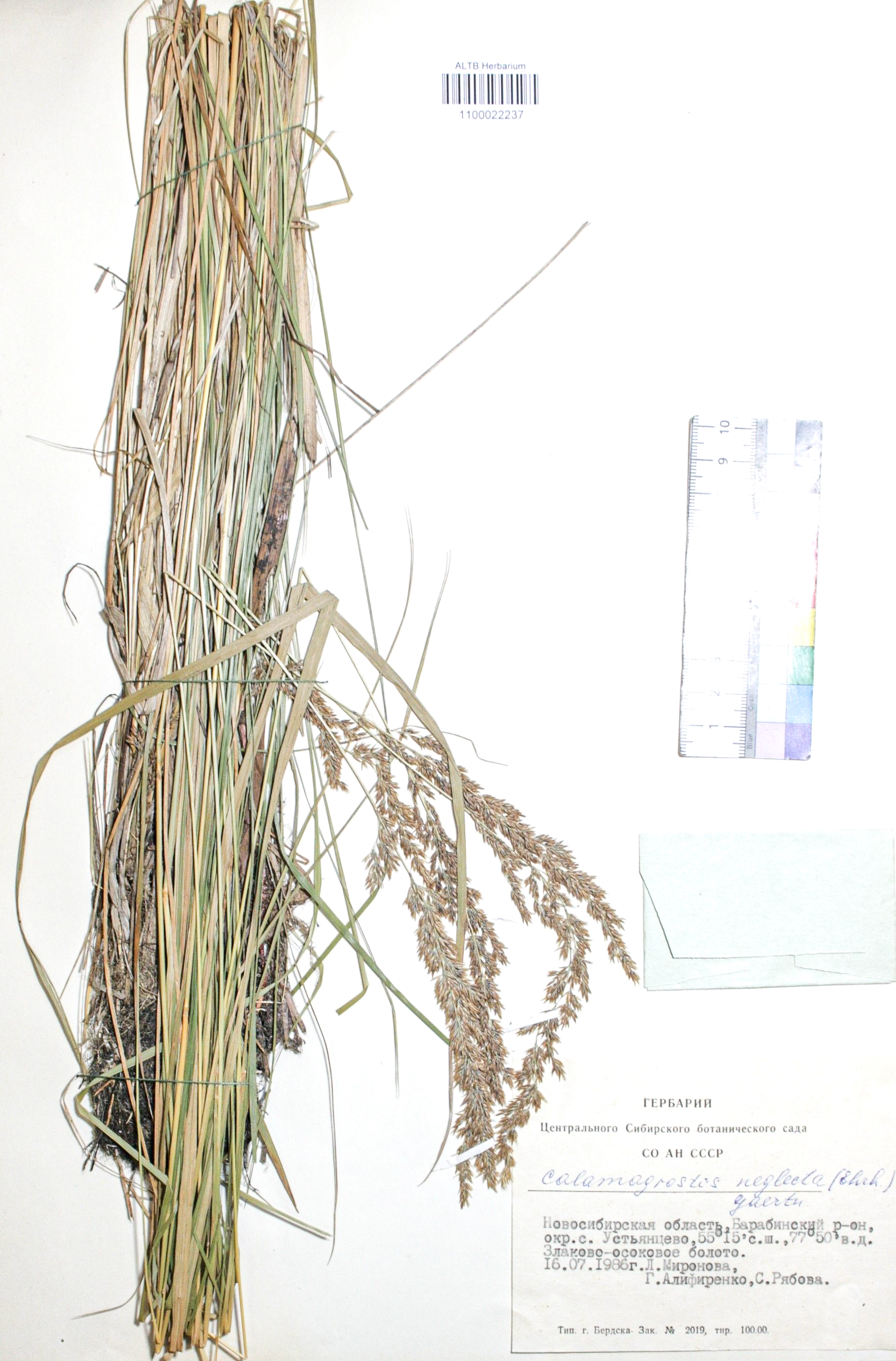 Calamagrostis neglecta (Ehrh.) Gaertn.