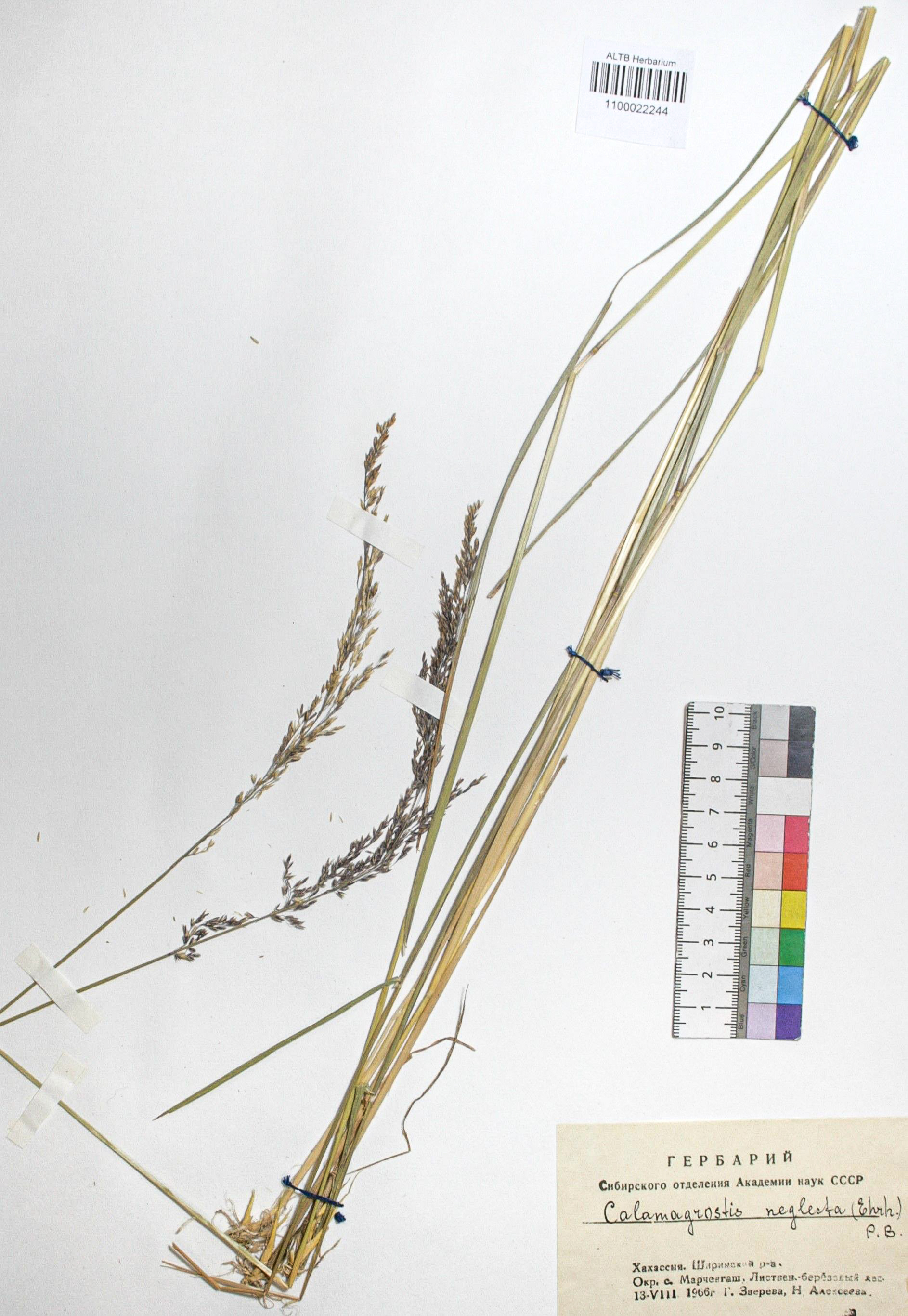 Calamagrostis neglecta (Ehrh.) Gaertn.