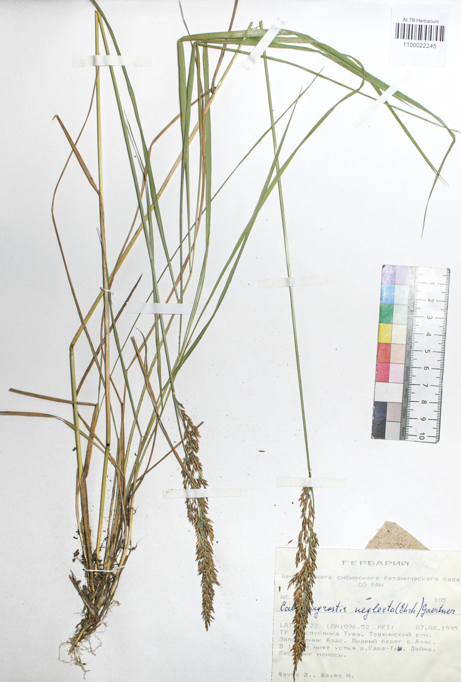 Calamagrostis neglecta (Ehrh.) Gaertn.