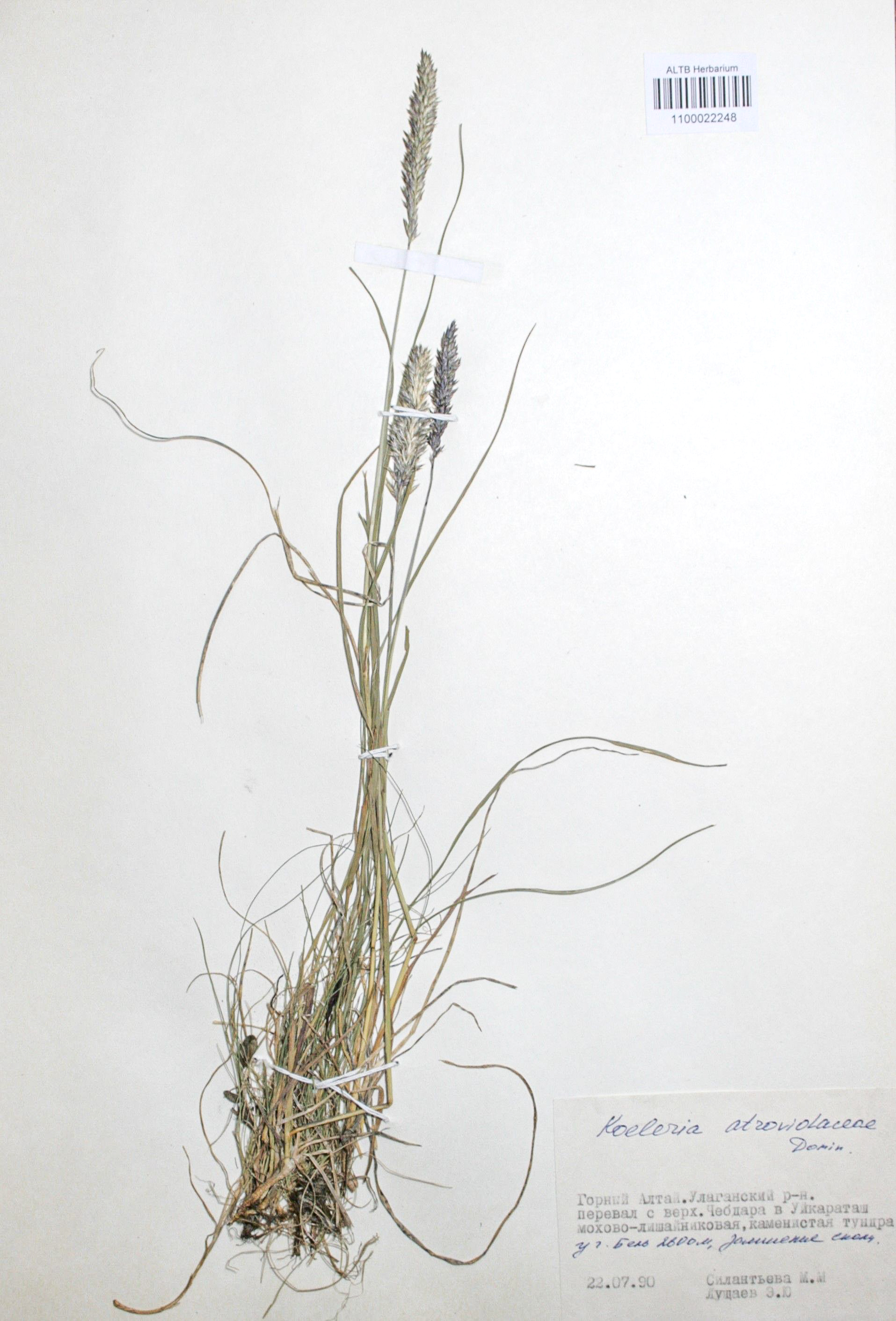 Koeleria atroviolacea Domin.