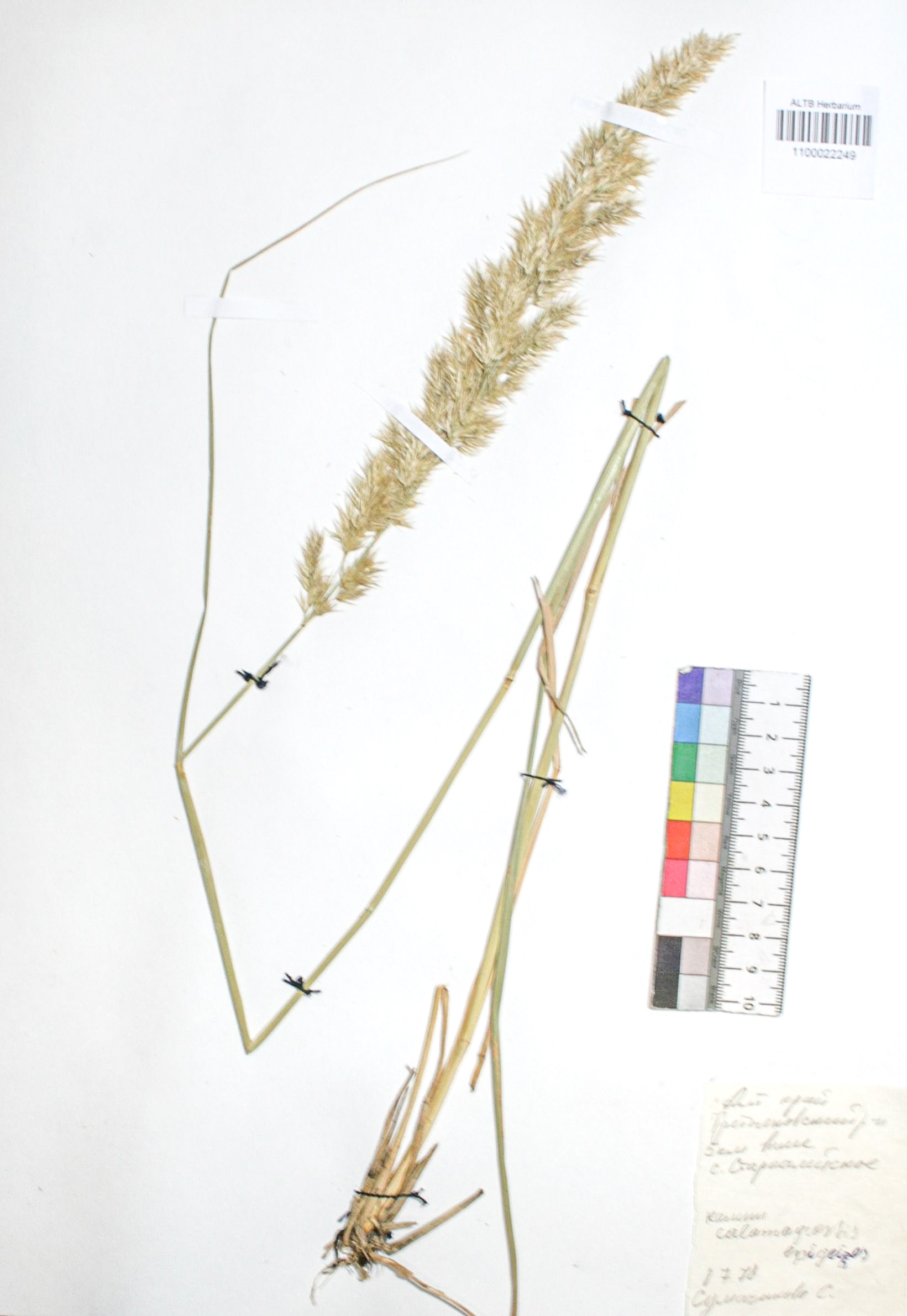 Calamagrostis epigejos (L.) Roth