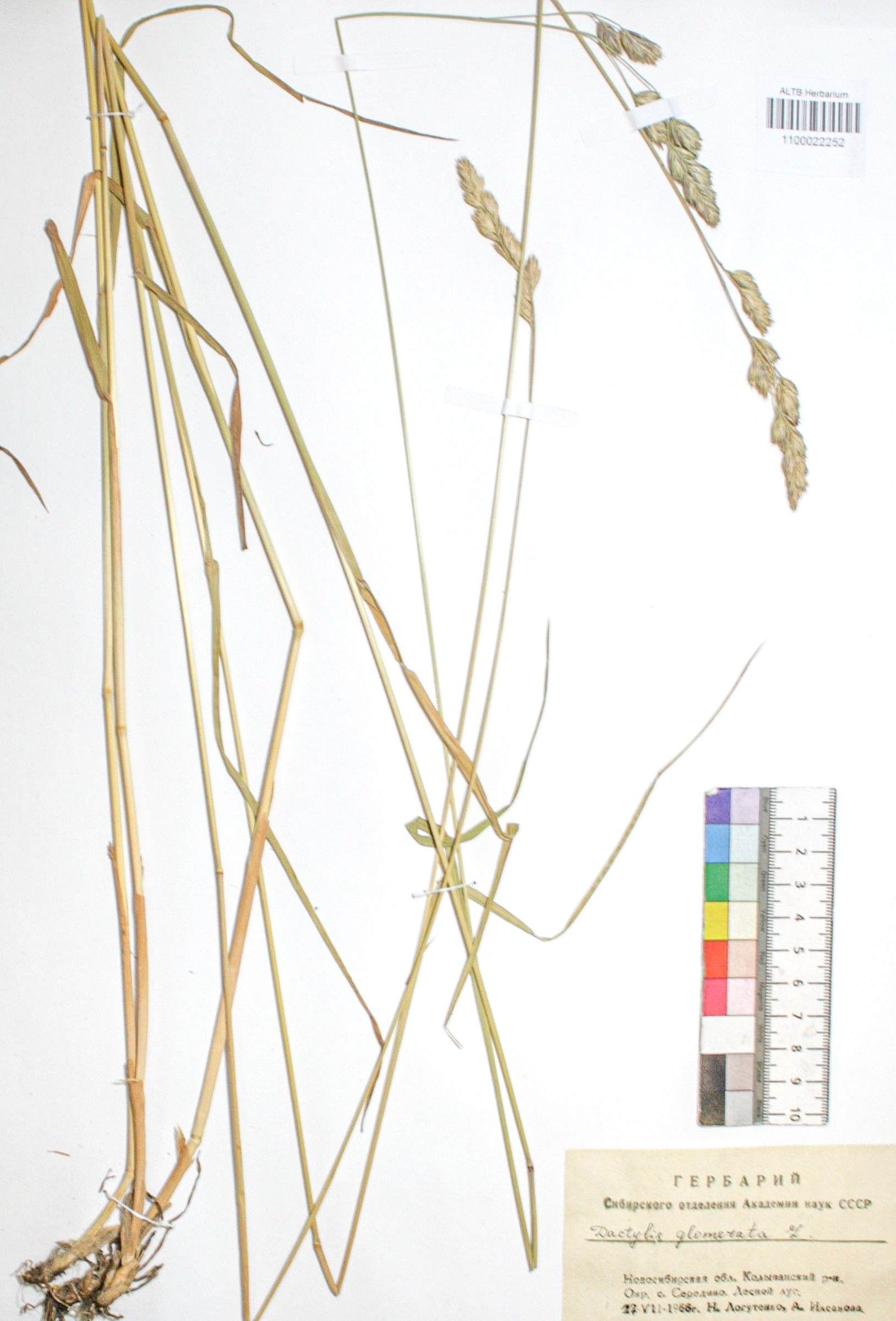 Dactylis glomerata L.