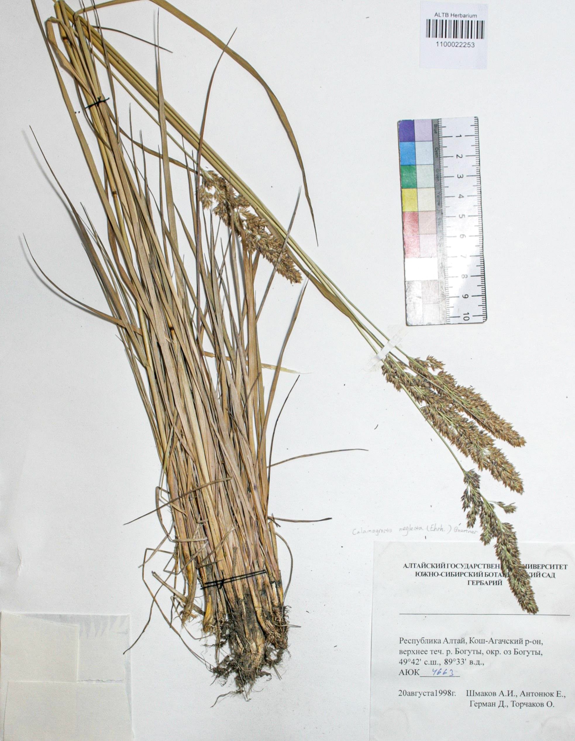 Calamagrostis neglecta (Ehrh.) Gaertn.