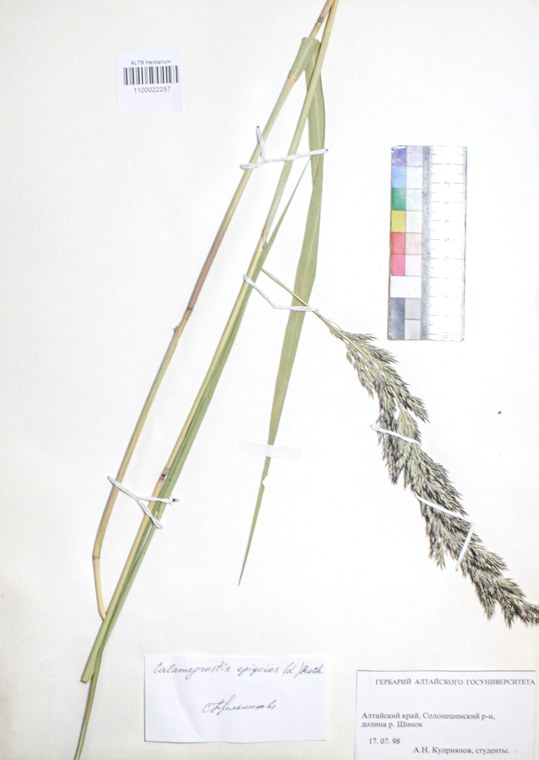 Calamagrostis epigejos (L.) Roth