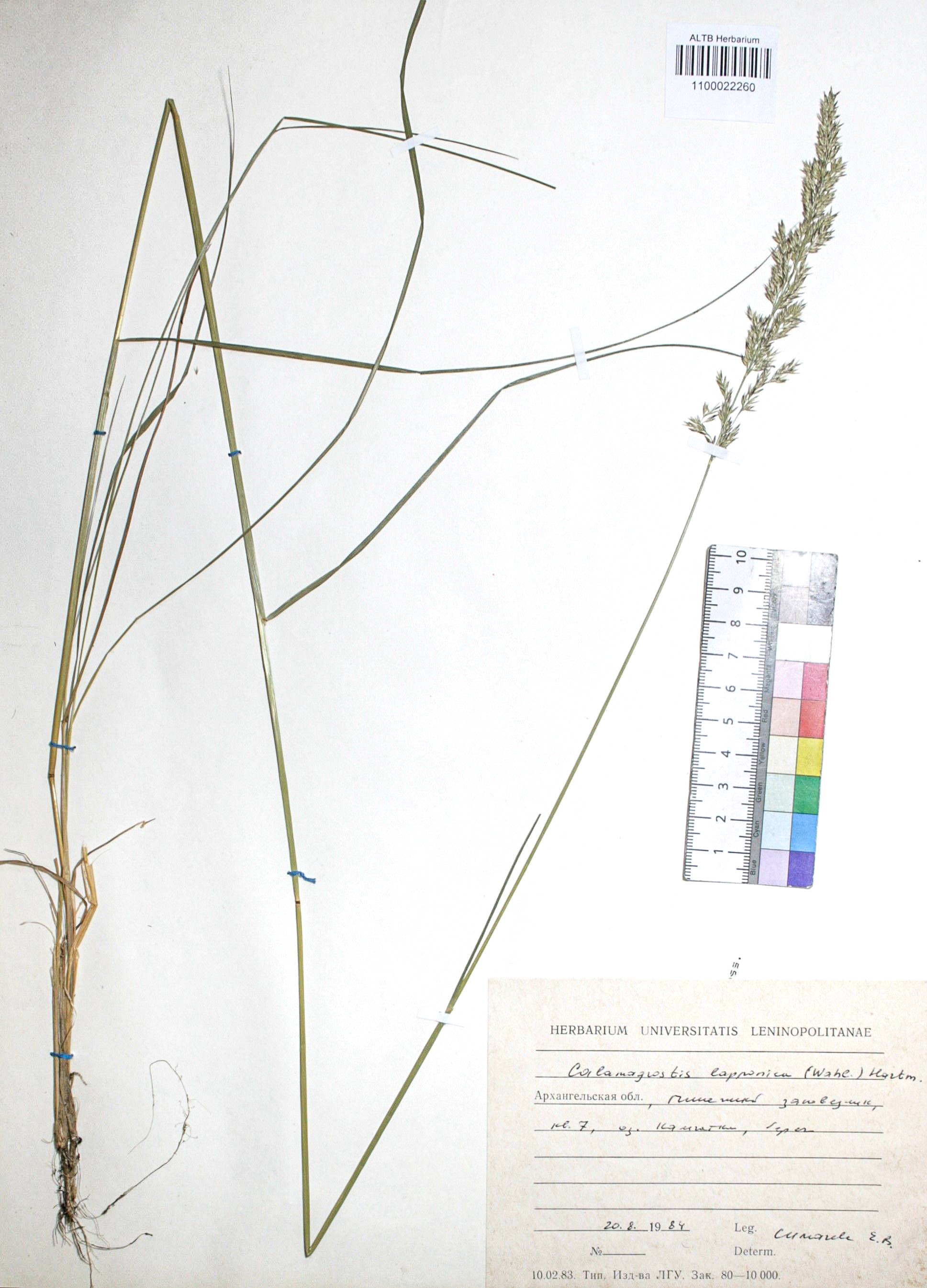 Calamagrostis lapponica (Wahlb.) Hartm.