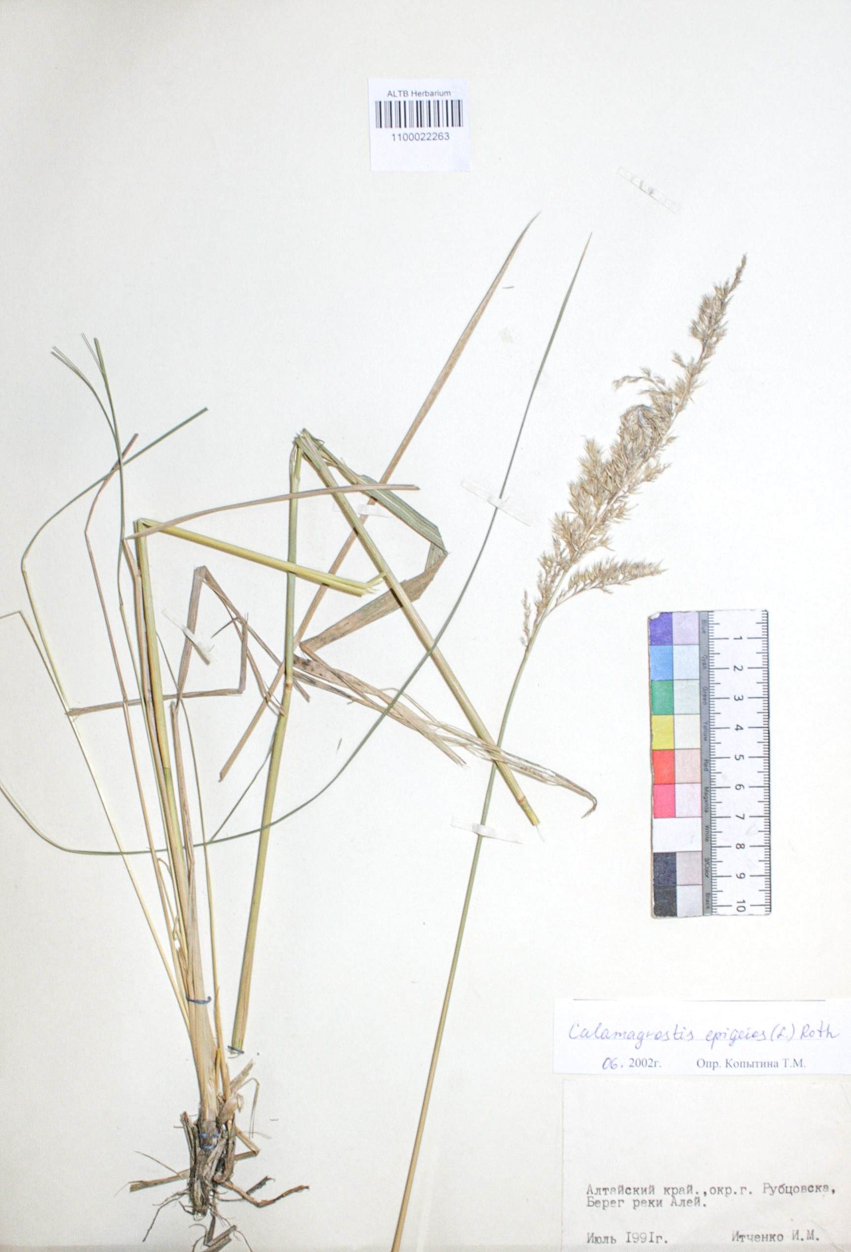 Calamagrostis epigejos (L.) Roth