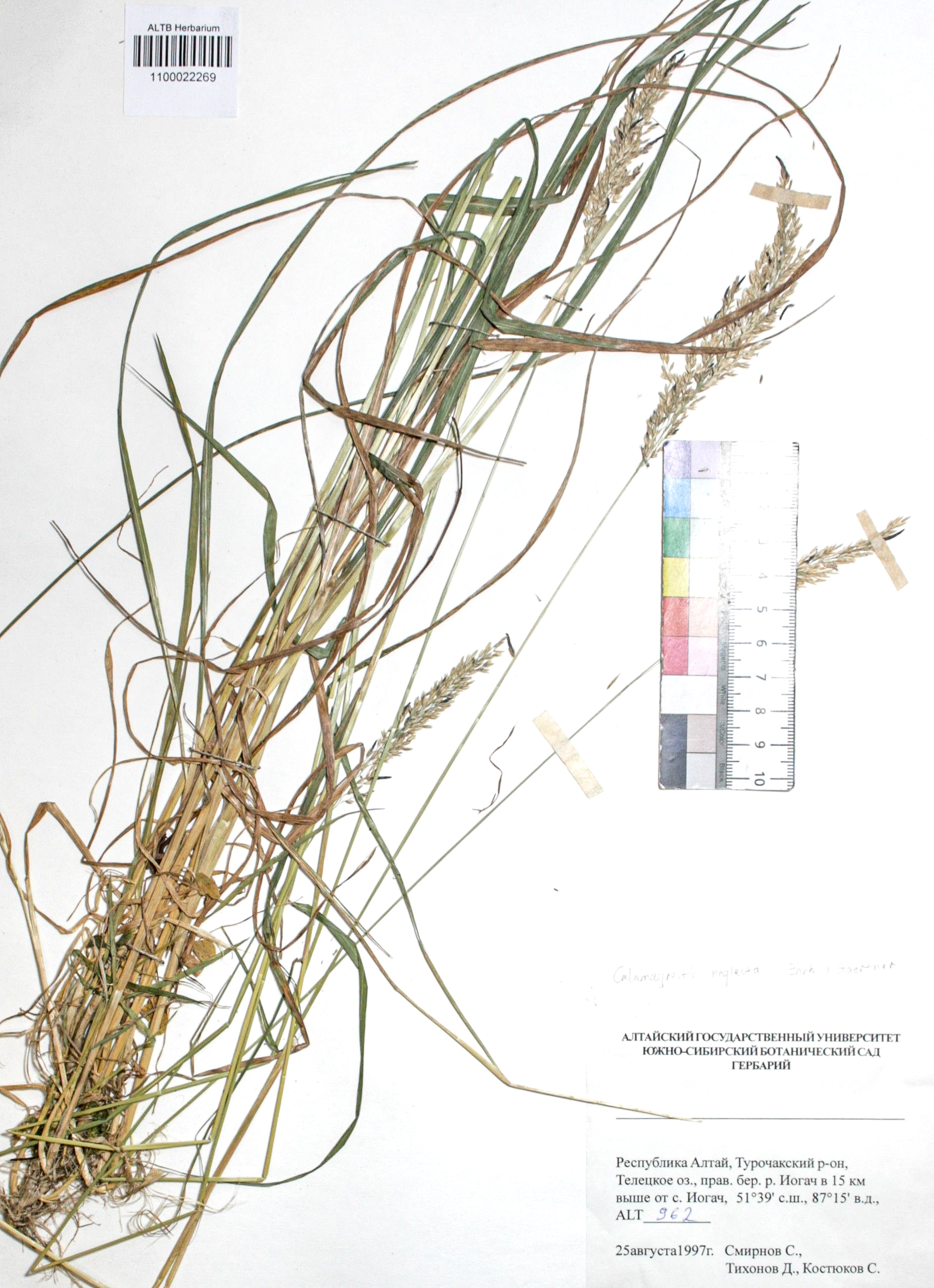 Calamagrostis neglecta (Ehrh.) Gaertn.