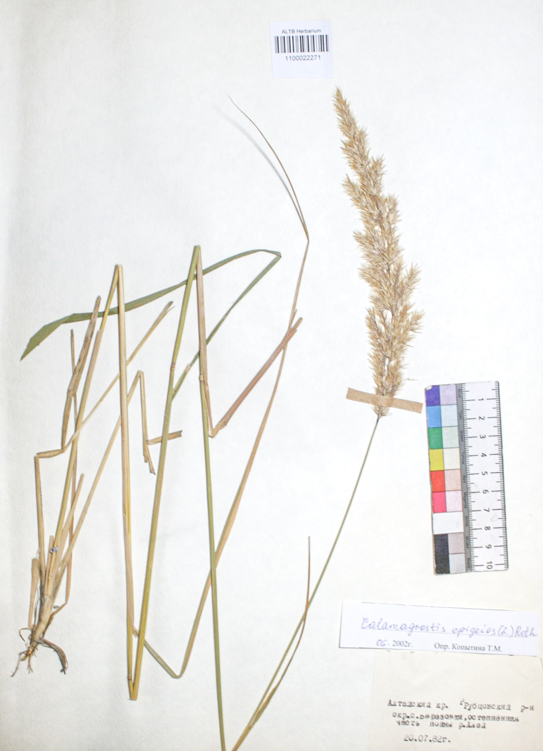 Calamagrostis thyrsoides K. Koch.