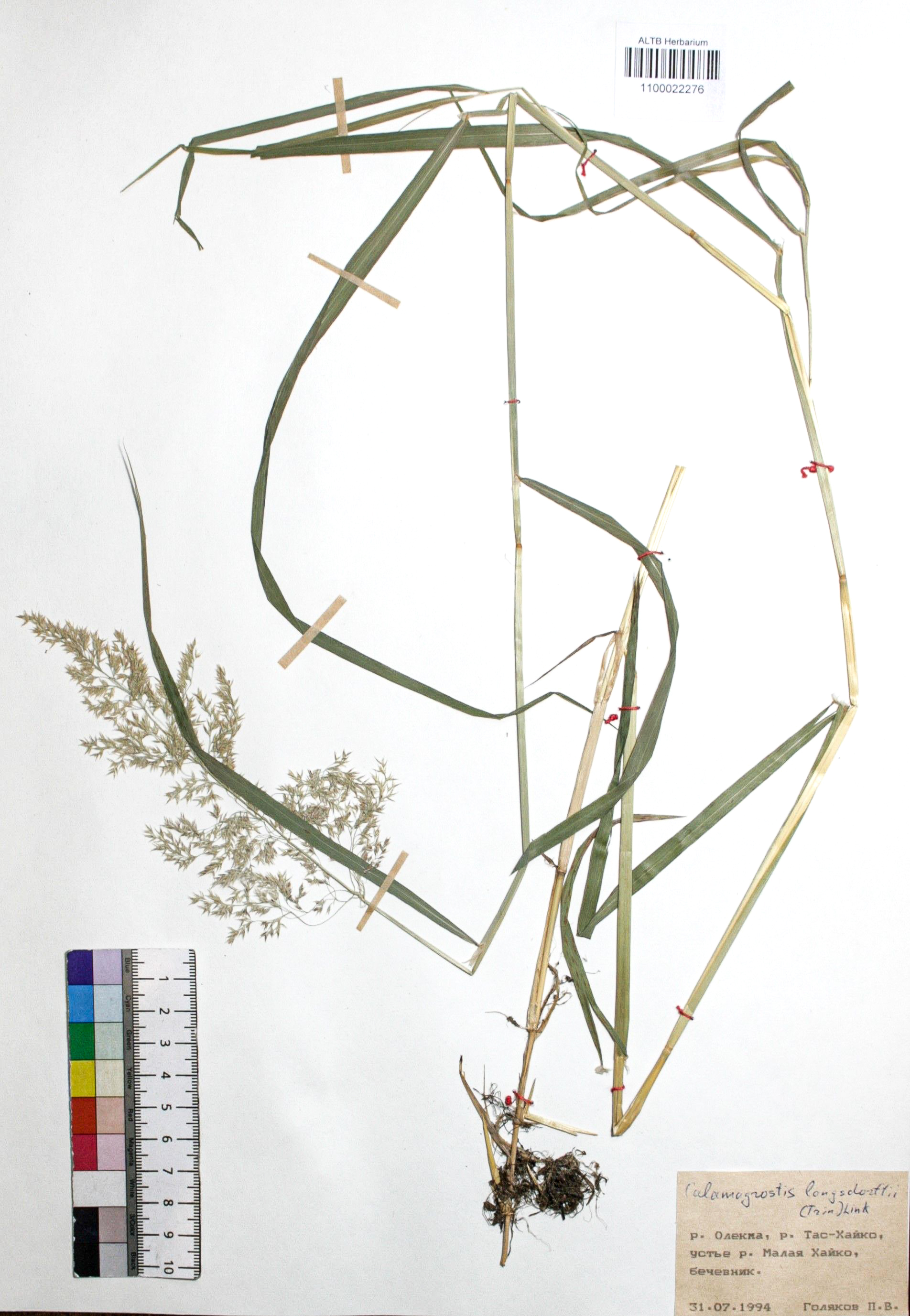 Calamagrostis langsdorffii (Link) Trin.