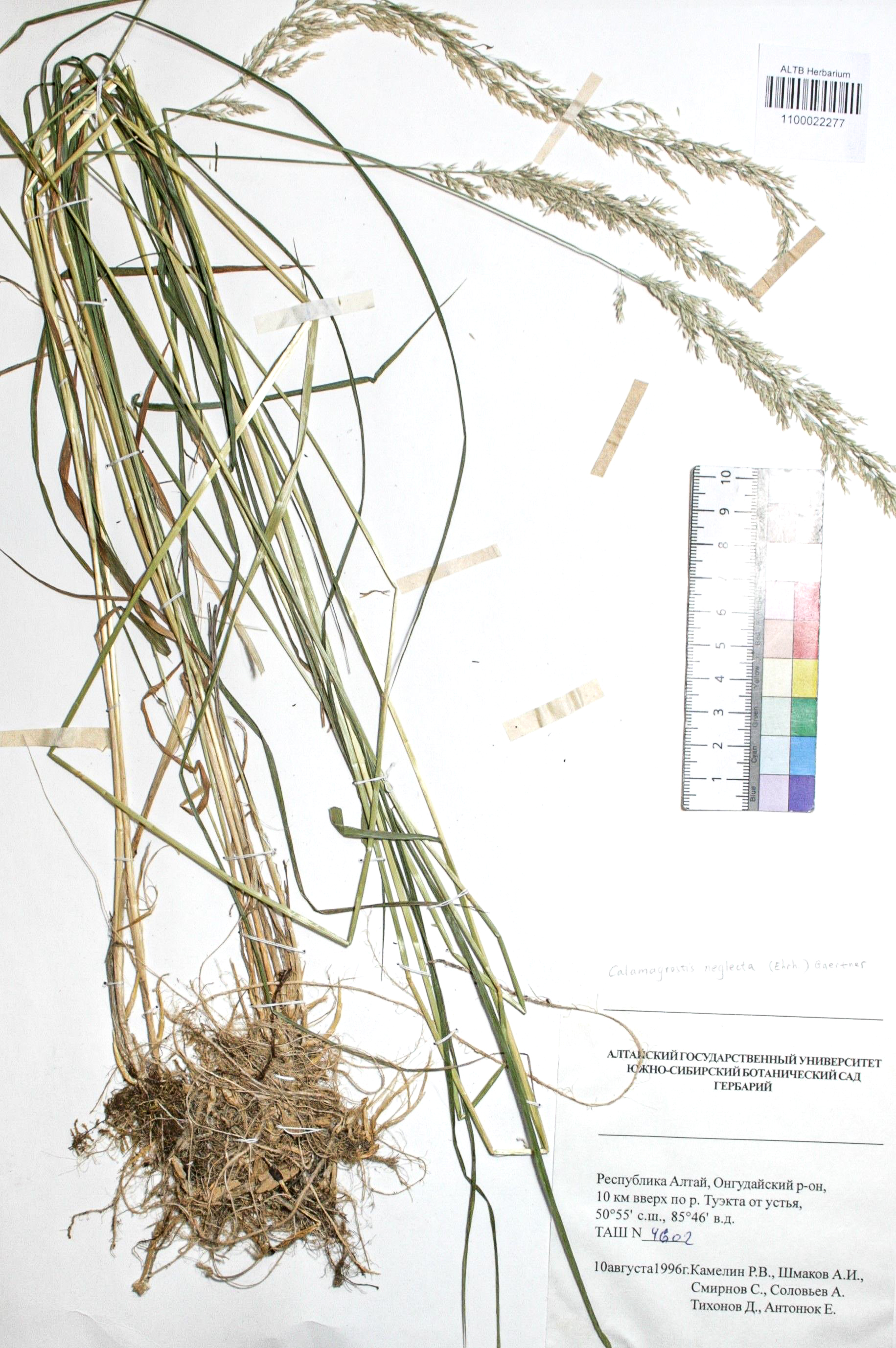 Calamagrostis neglecta (Ehrh.) Gaertn.