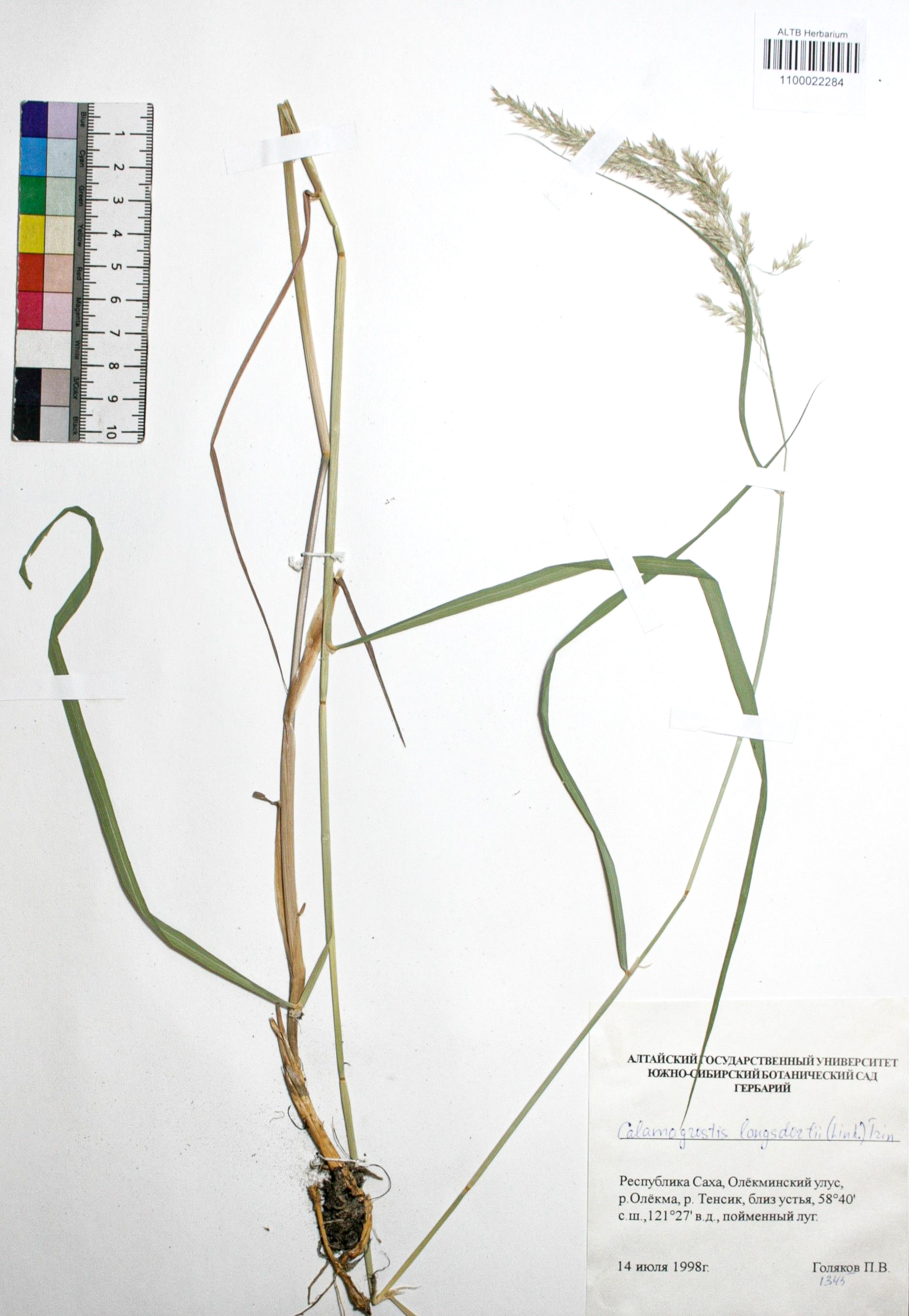 Calamagrostis langsdorffii (Link) Trin.