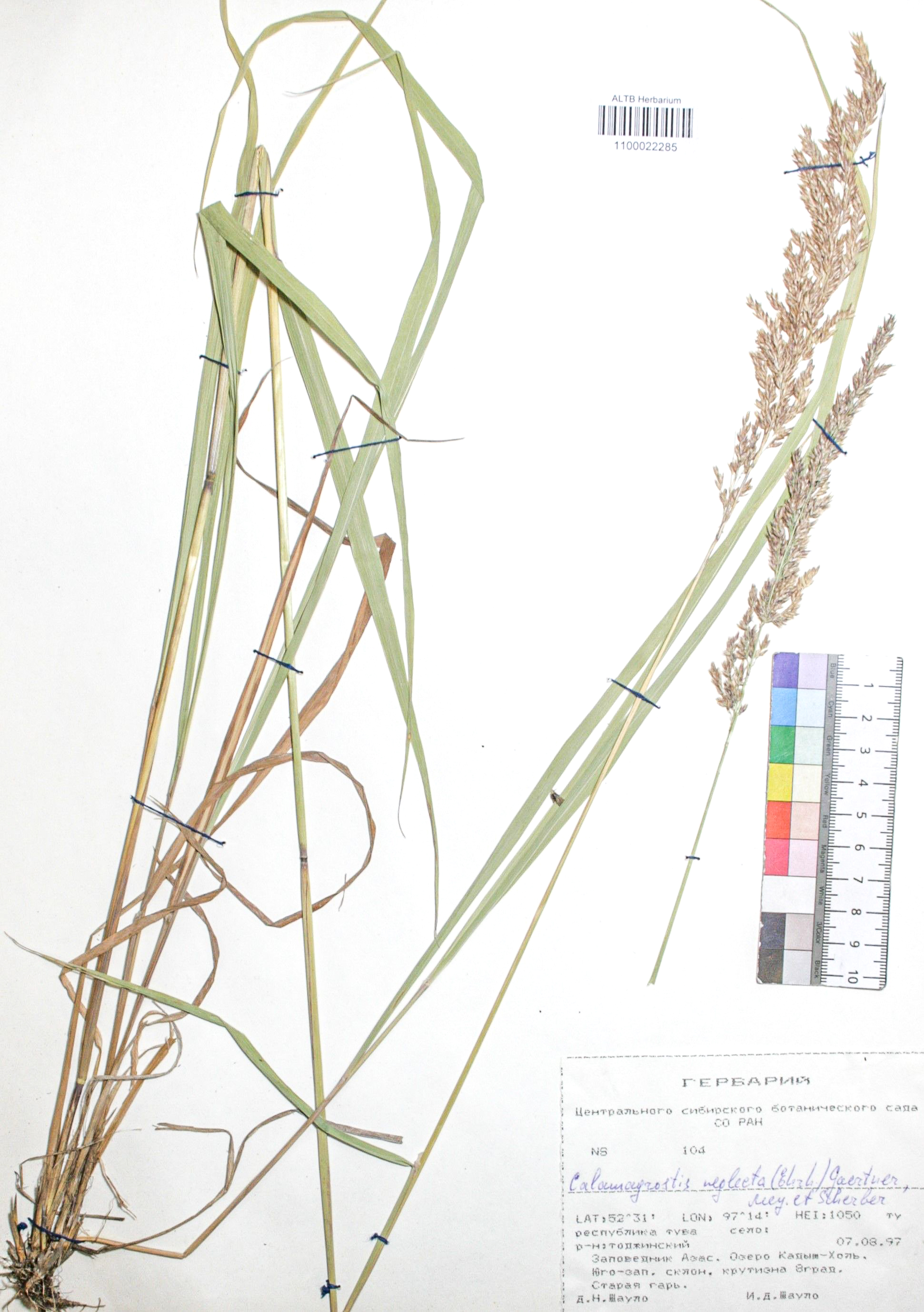 Calamagrostis neglecta (Ehrh.) Gaertn.