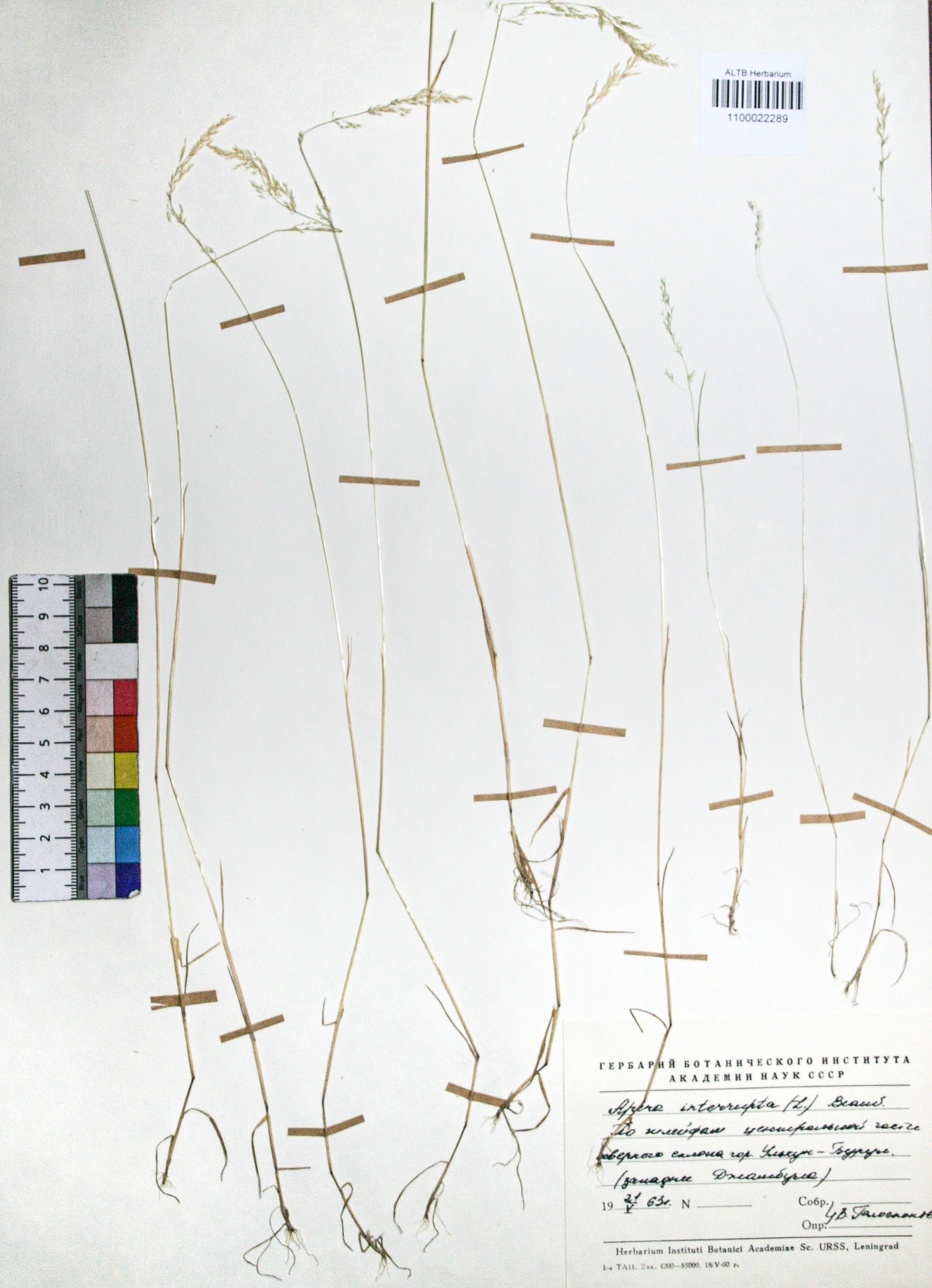 Apera interrupta (L.) P.Beauv. 