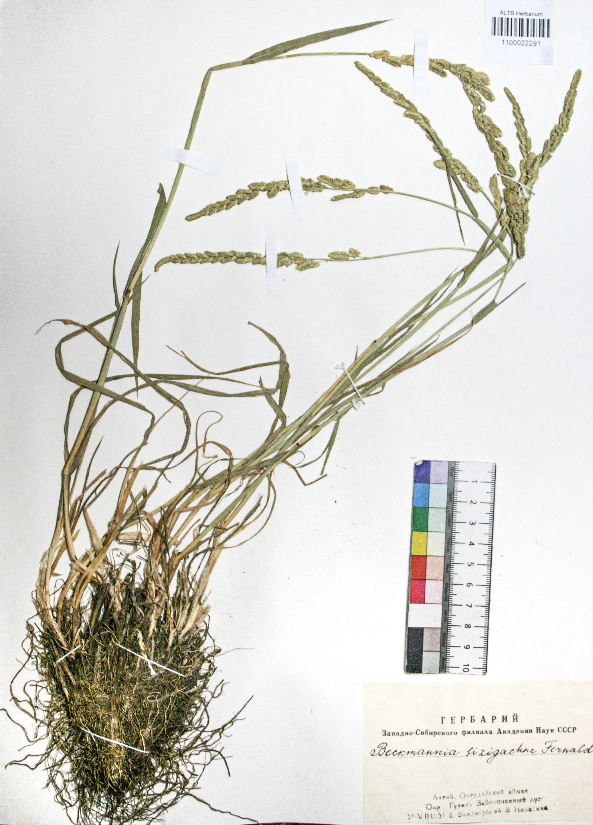 Beckmannia syzigachne (Steud.) Fern.