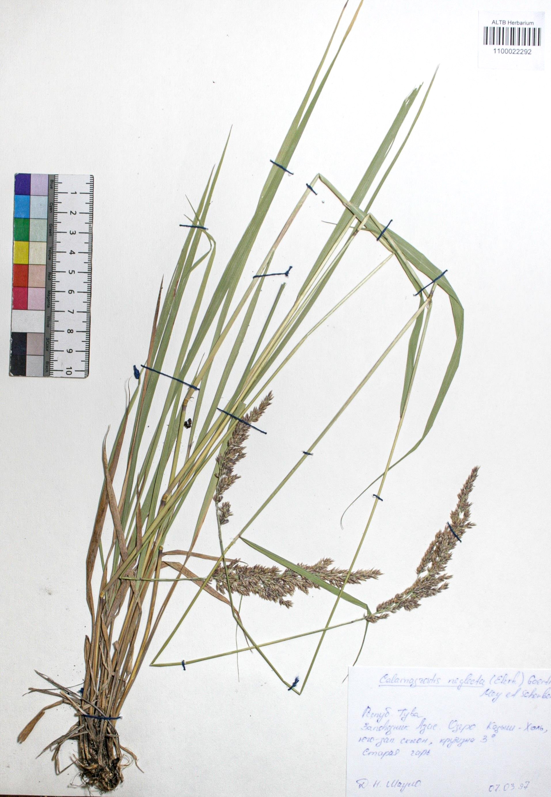 Calamagrostis neglecta (Ehrh.) Gaertn.