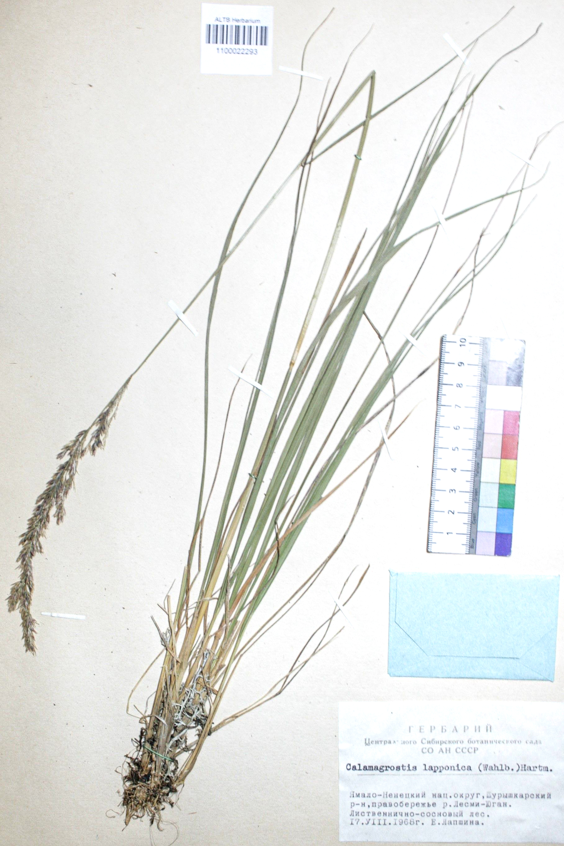 Calamagrostis lapponica (Wahlb.) Hartm.
