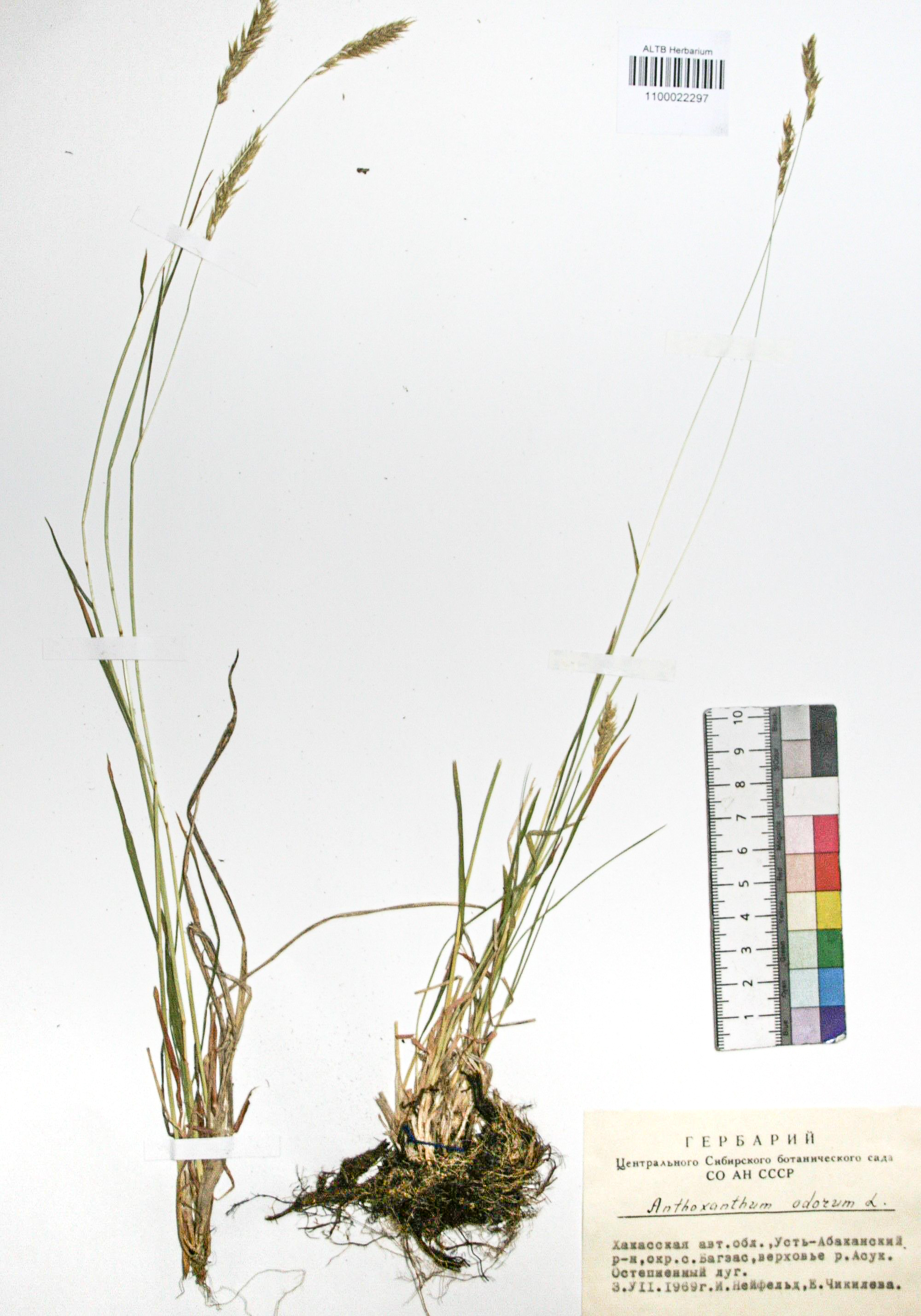 Anthoxanthum odoratum L.