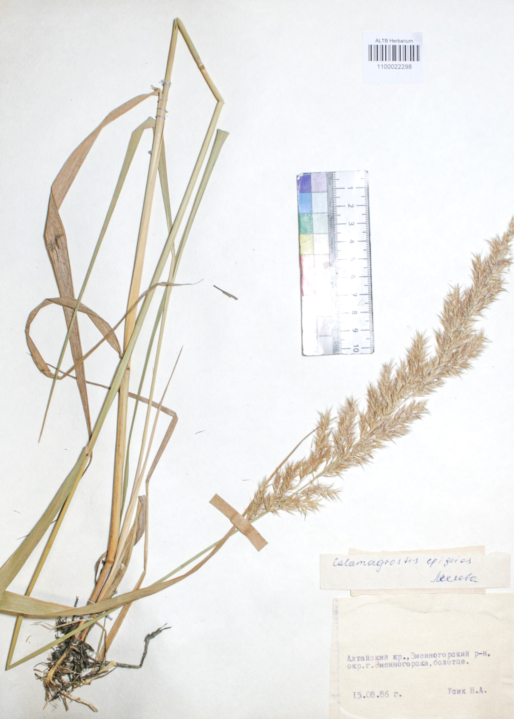 Calamagrostis epigejos (L.) Roth