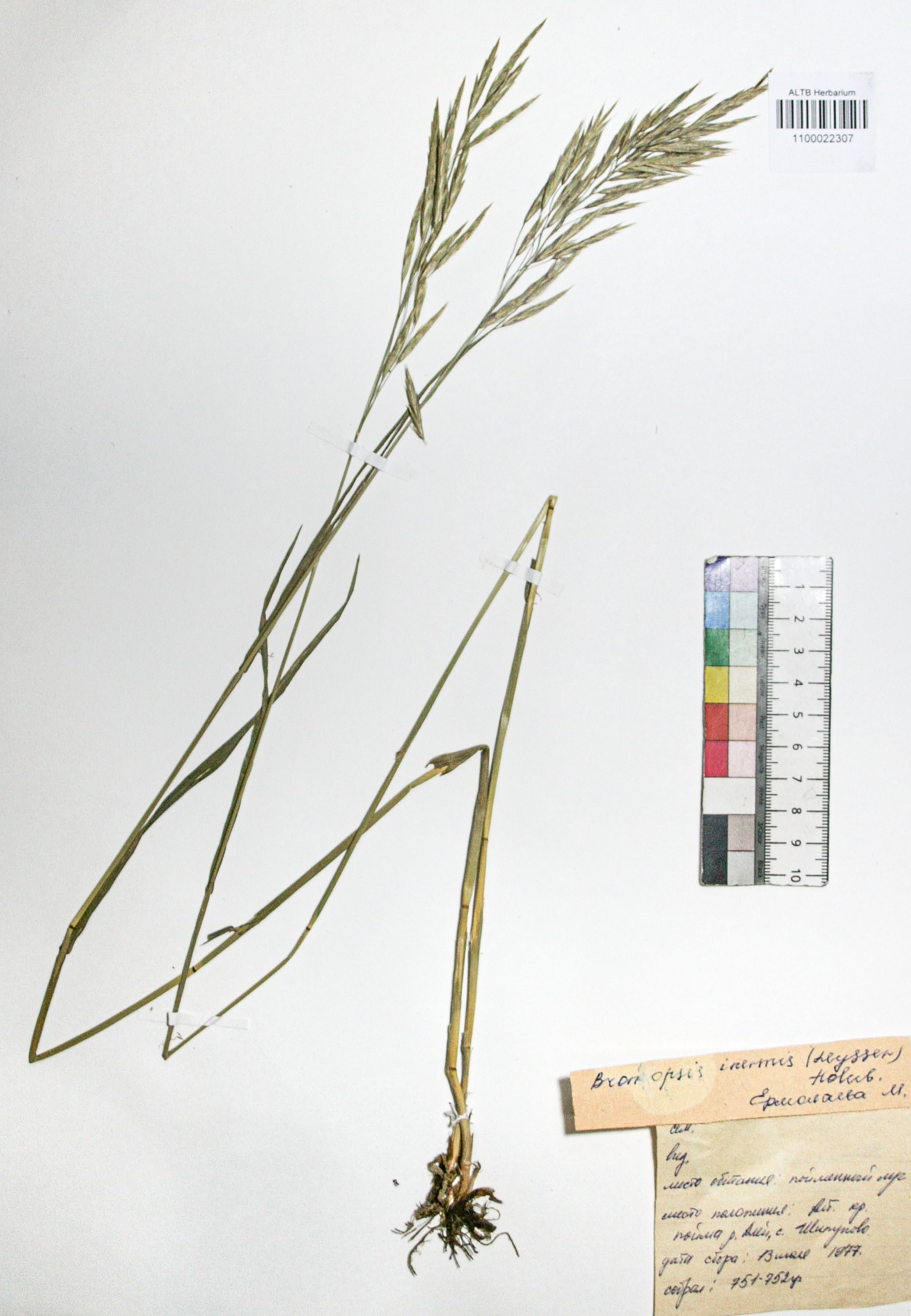 Bromopsis inermis (Leyss.) Holub. 