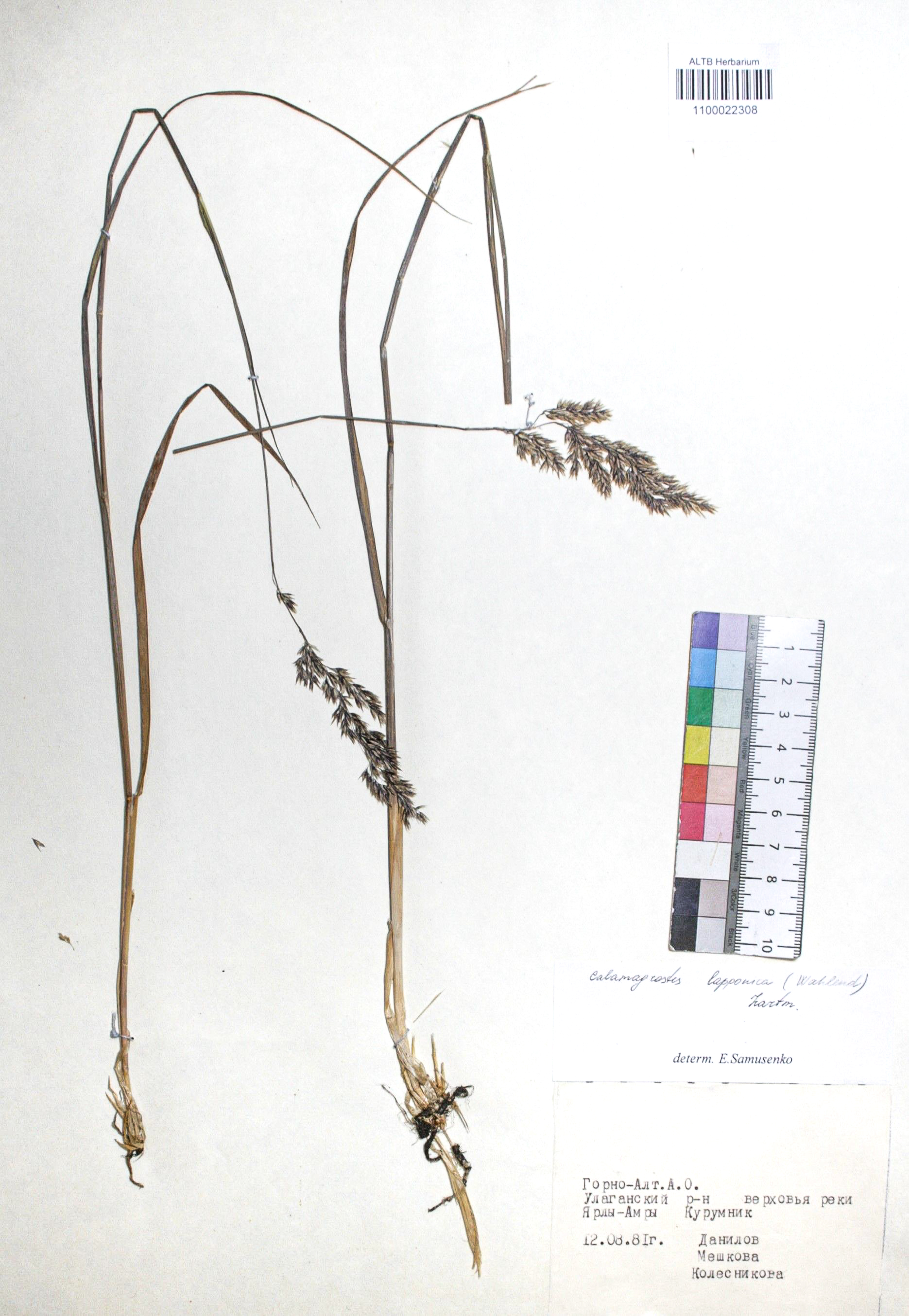 Calamagrostis lapponica (Wahlb.) Hartm.