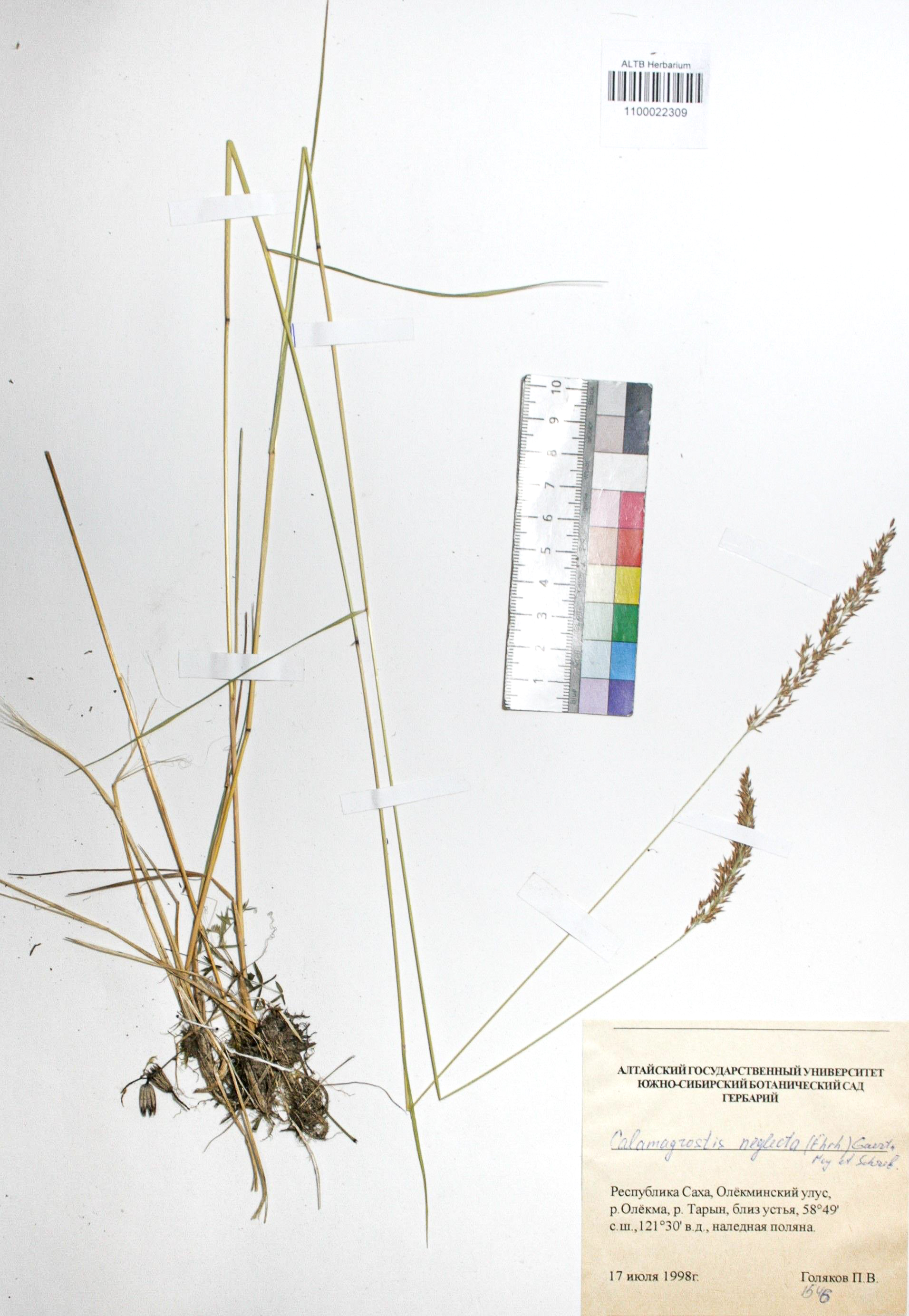 Calamagrostis neglecta (Ehrh.) Gaertn.