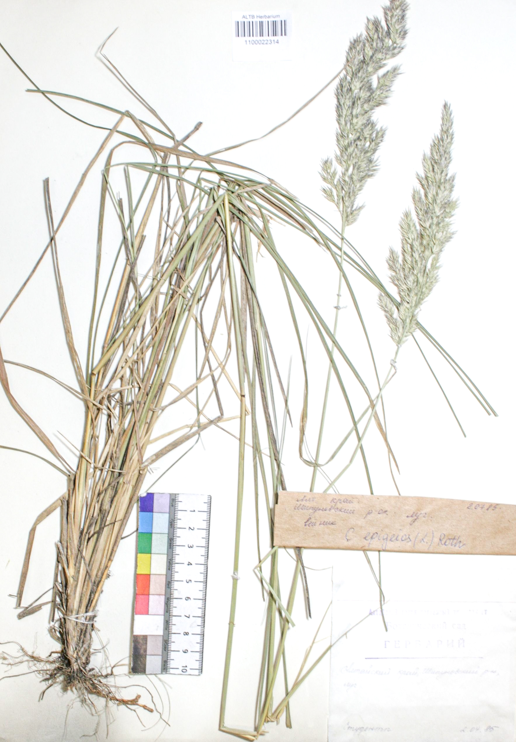 Calamagrostis epigejos (L.) Roth