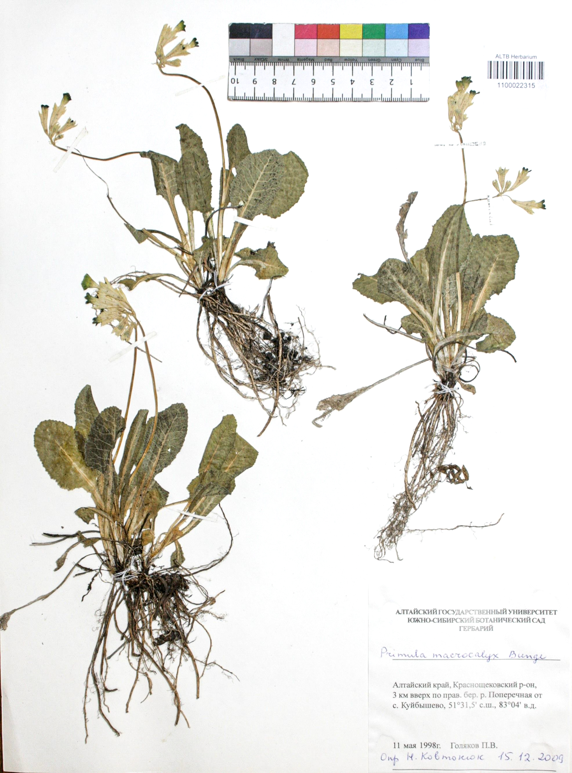 Primula macrocalyx Bunge