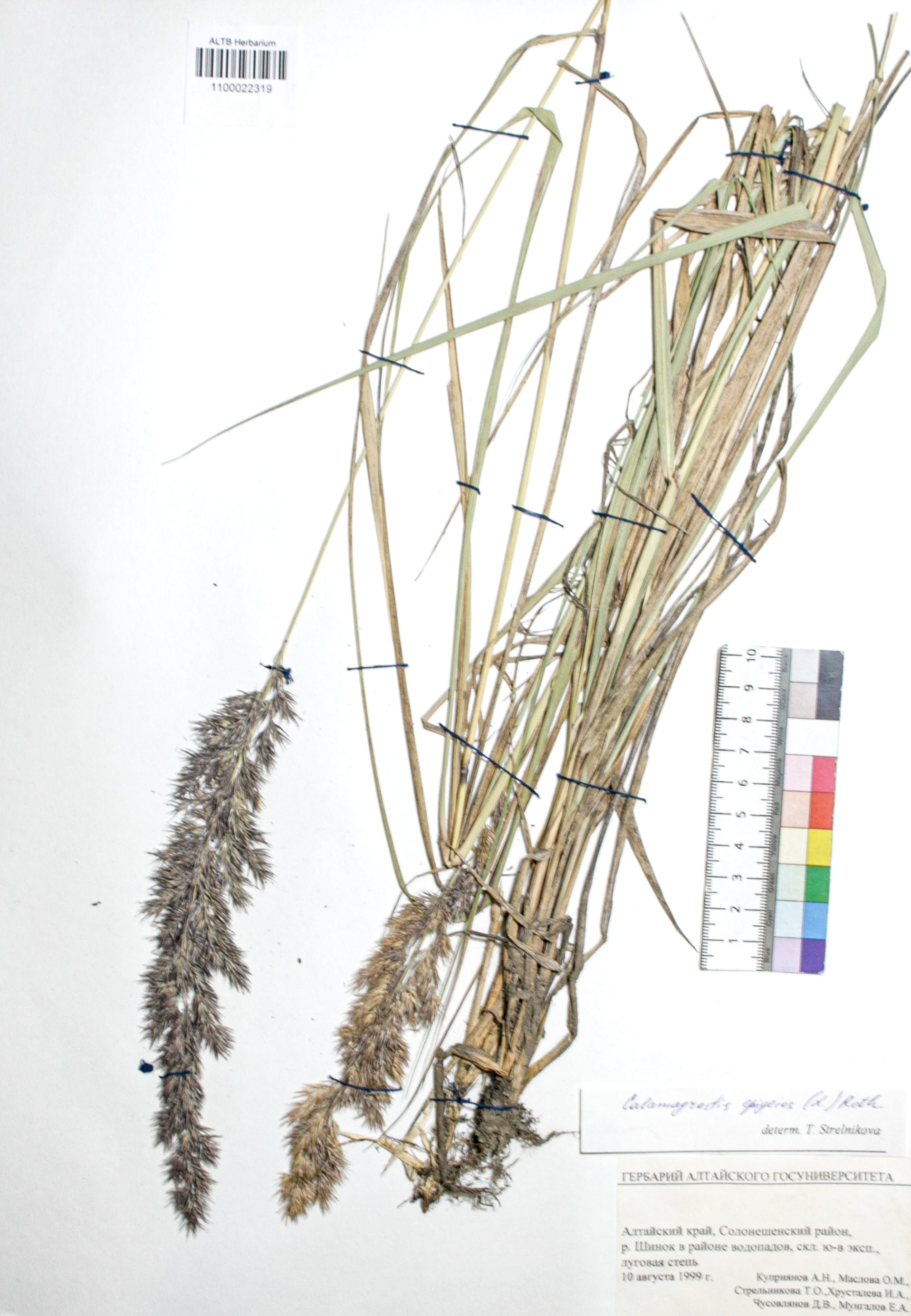 Calamagrostis epigejos (L.) Roth