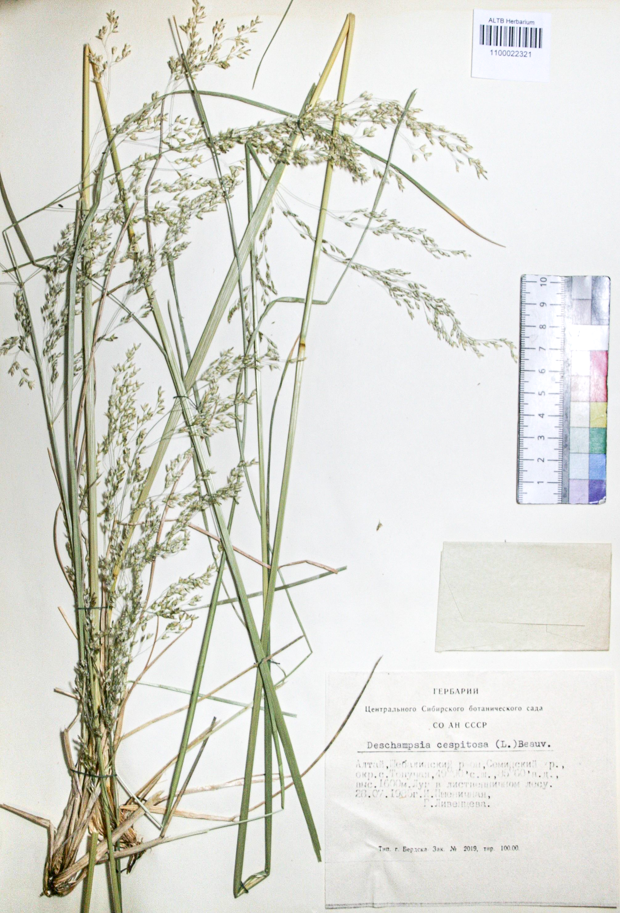 Deschampsia caespitosa (L.) Beauv.