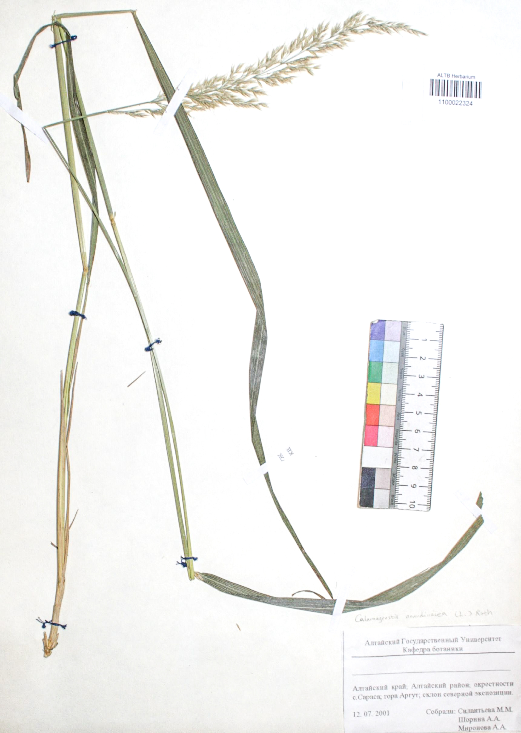 Calamagrostis arundinacea (L.) Roth