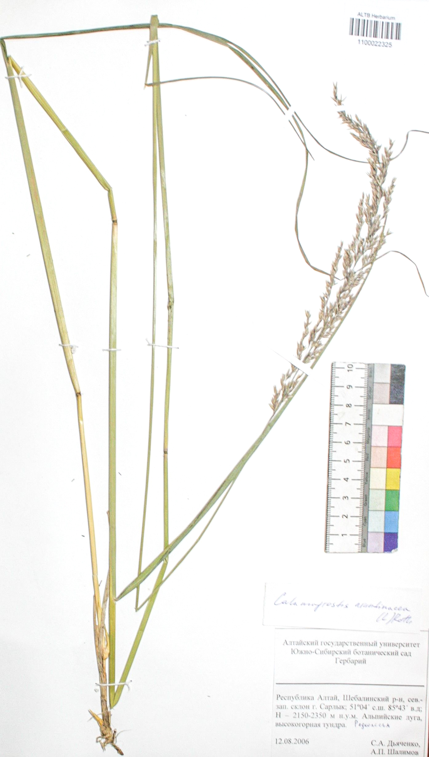 Calamagrostis arundinacea (L.) Roth