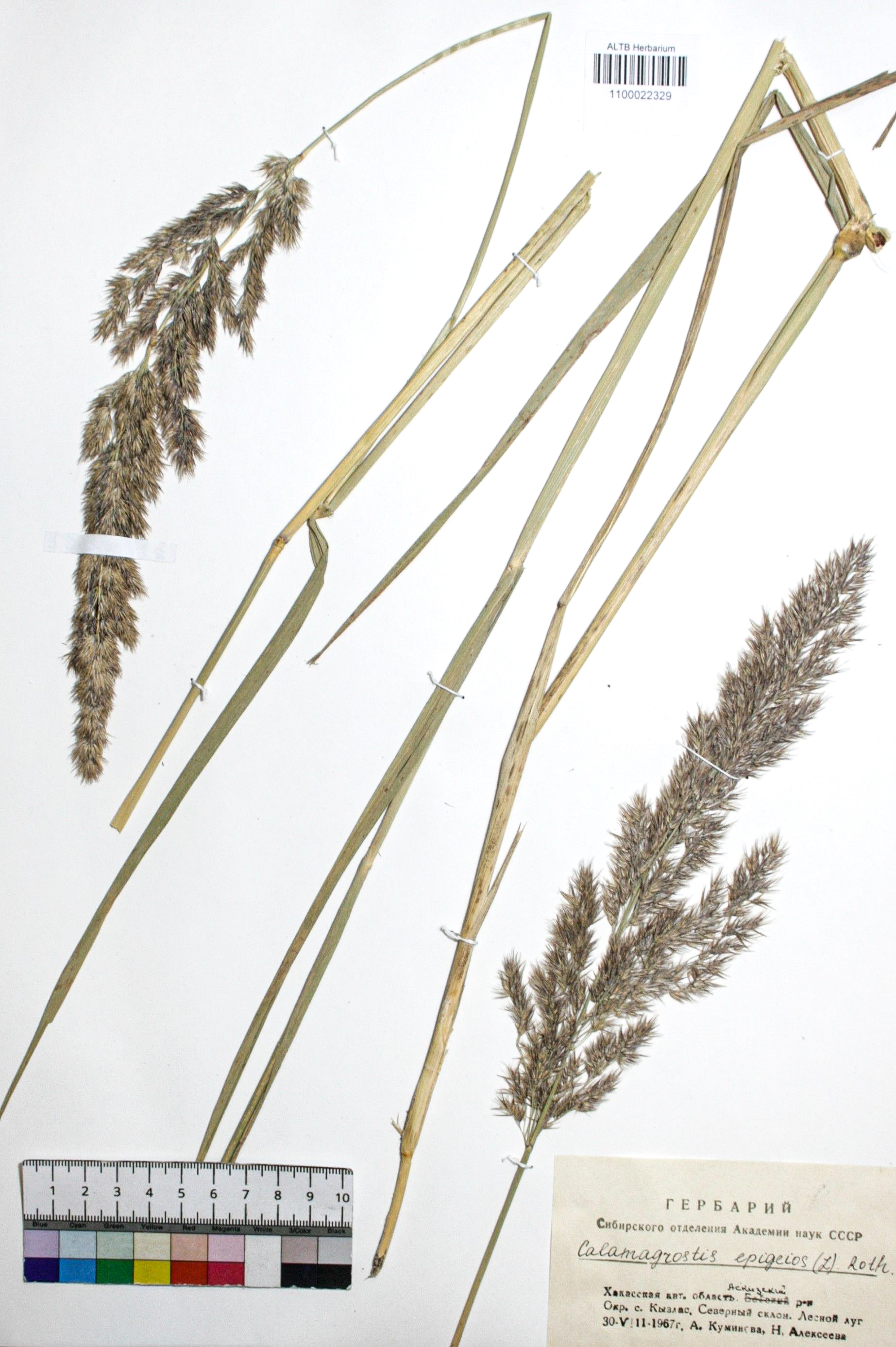 Calamagrostis epigejos (L.) Roth