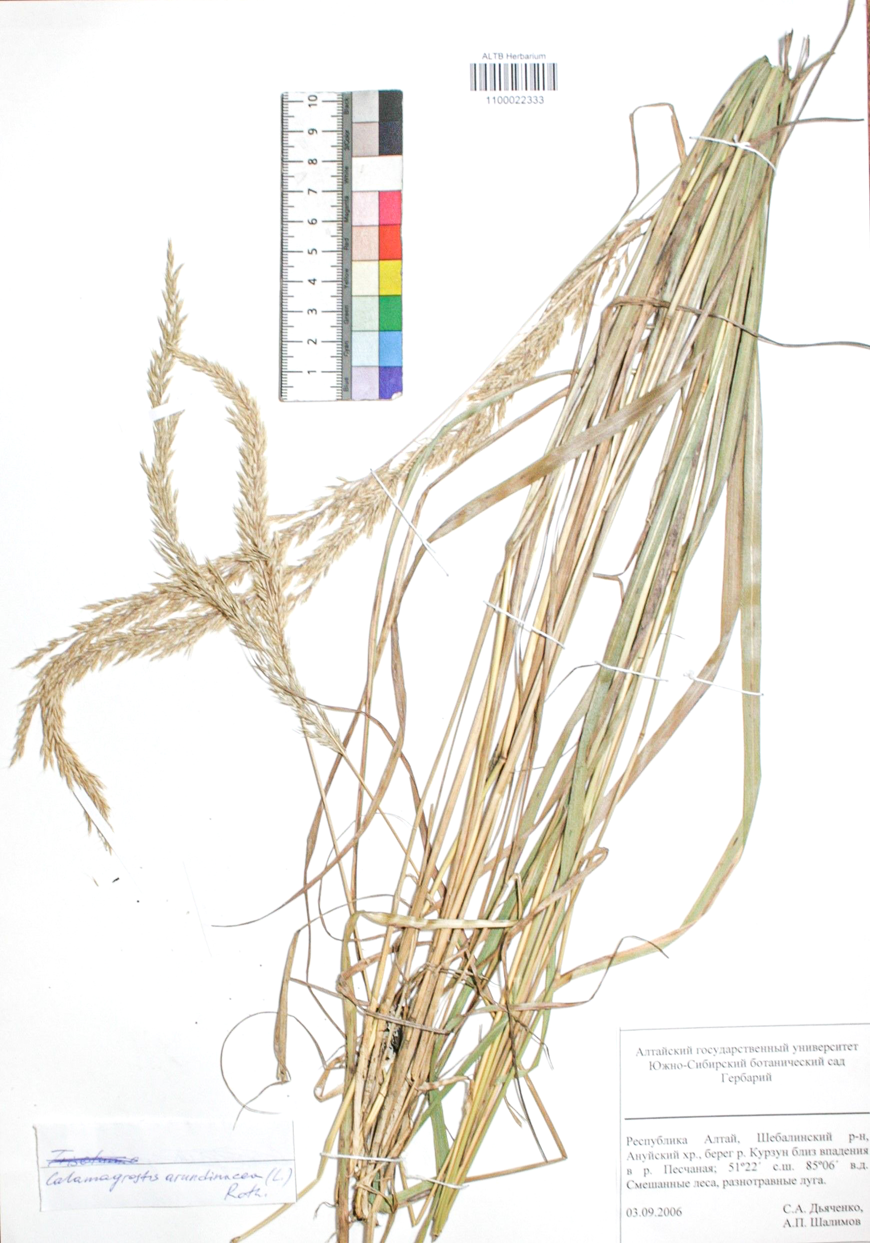 Calamagrostis arundinacea (L.) Roth