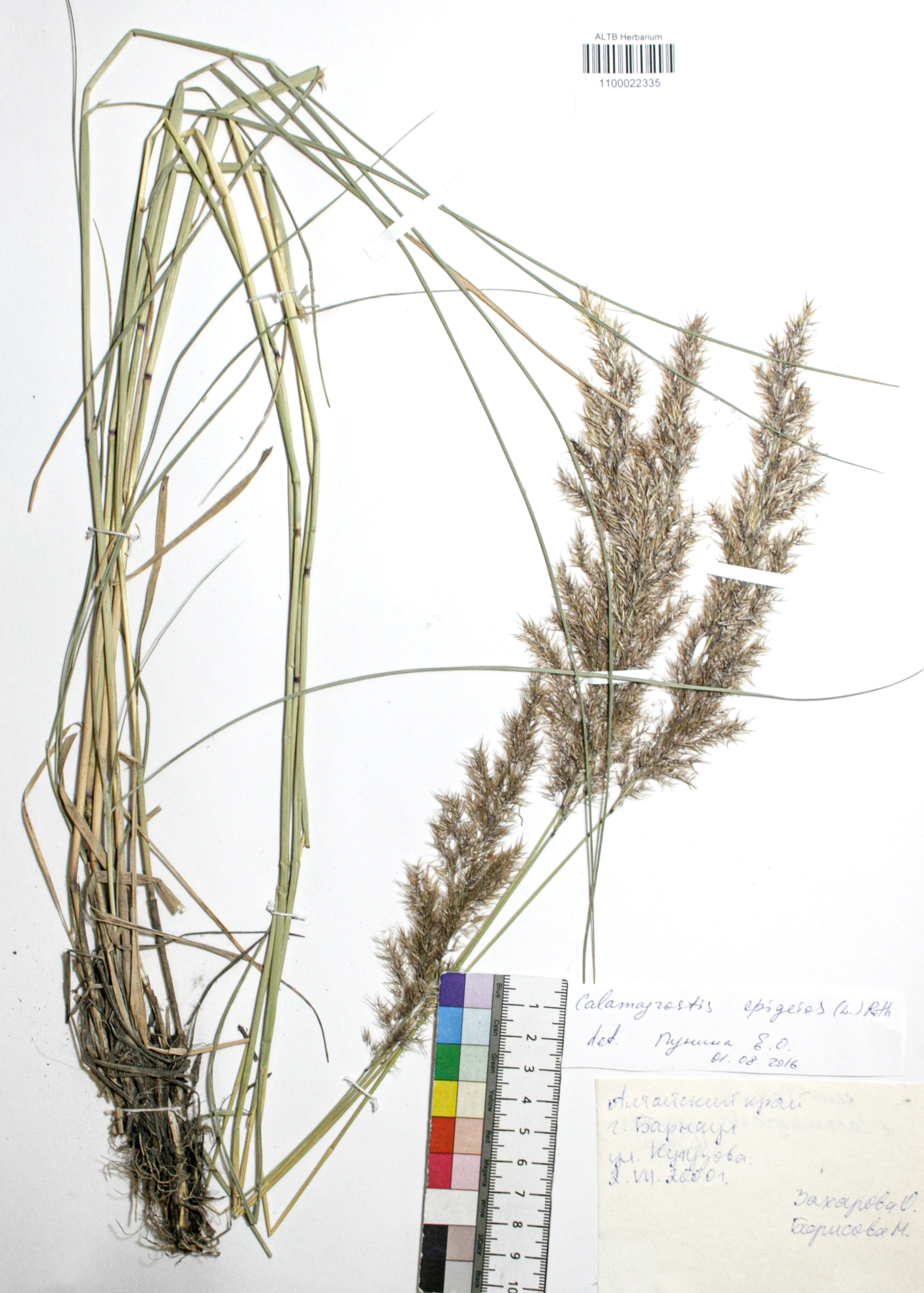 Calamagrostis pseudophragmites (Hall. f.) Koel.