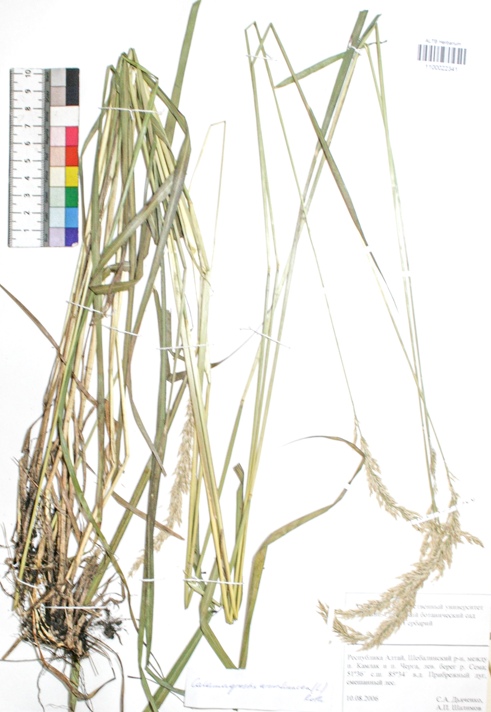 Calamagrostis arundinacea (L.) Roth