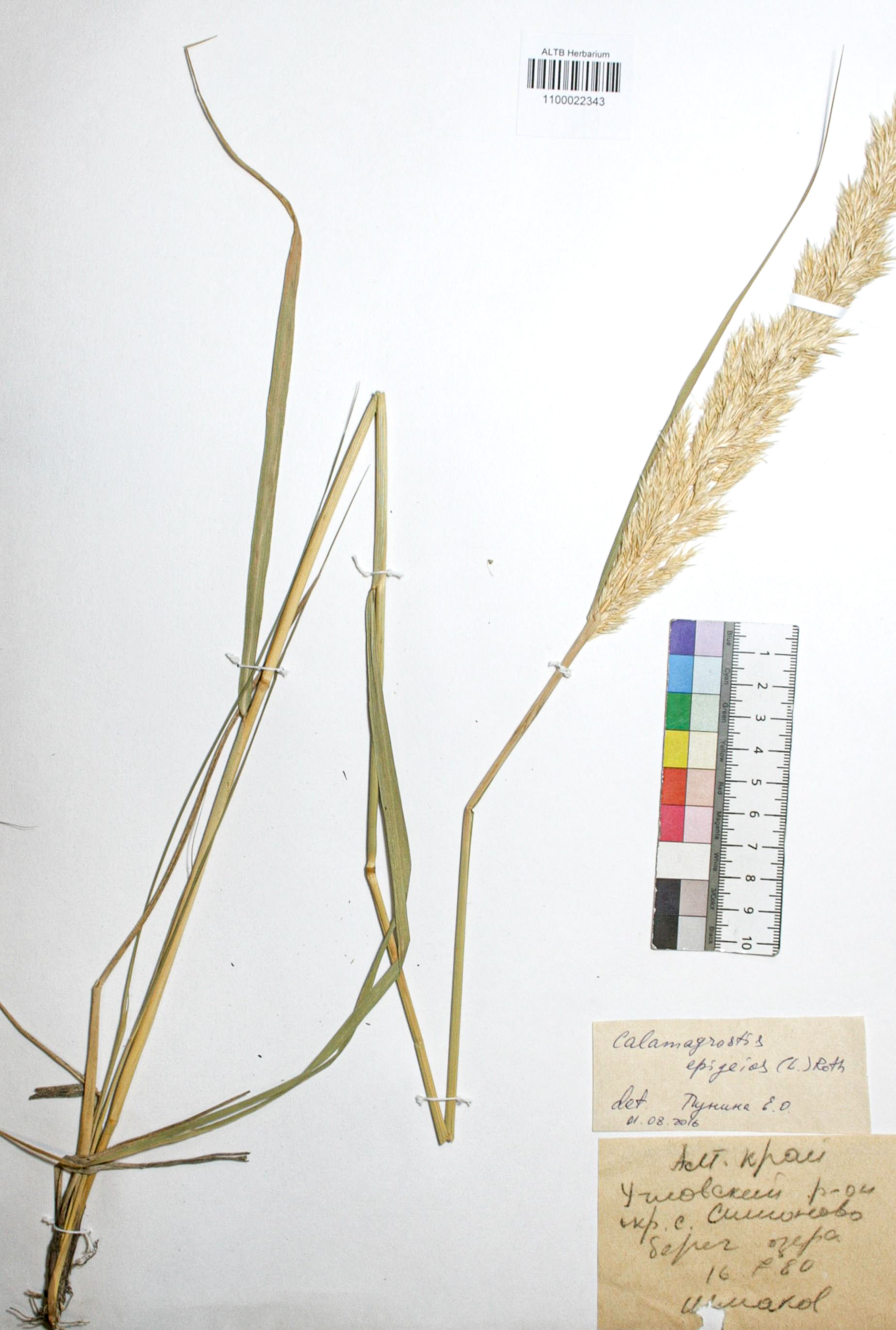 Calamagrostis epigejos (L.) Roth