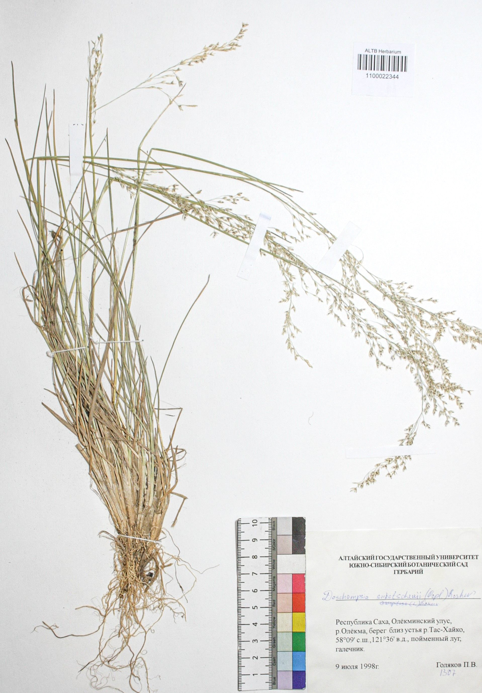 Deschampsia sukatschewii (Popl.) Roshev.