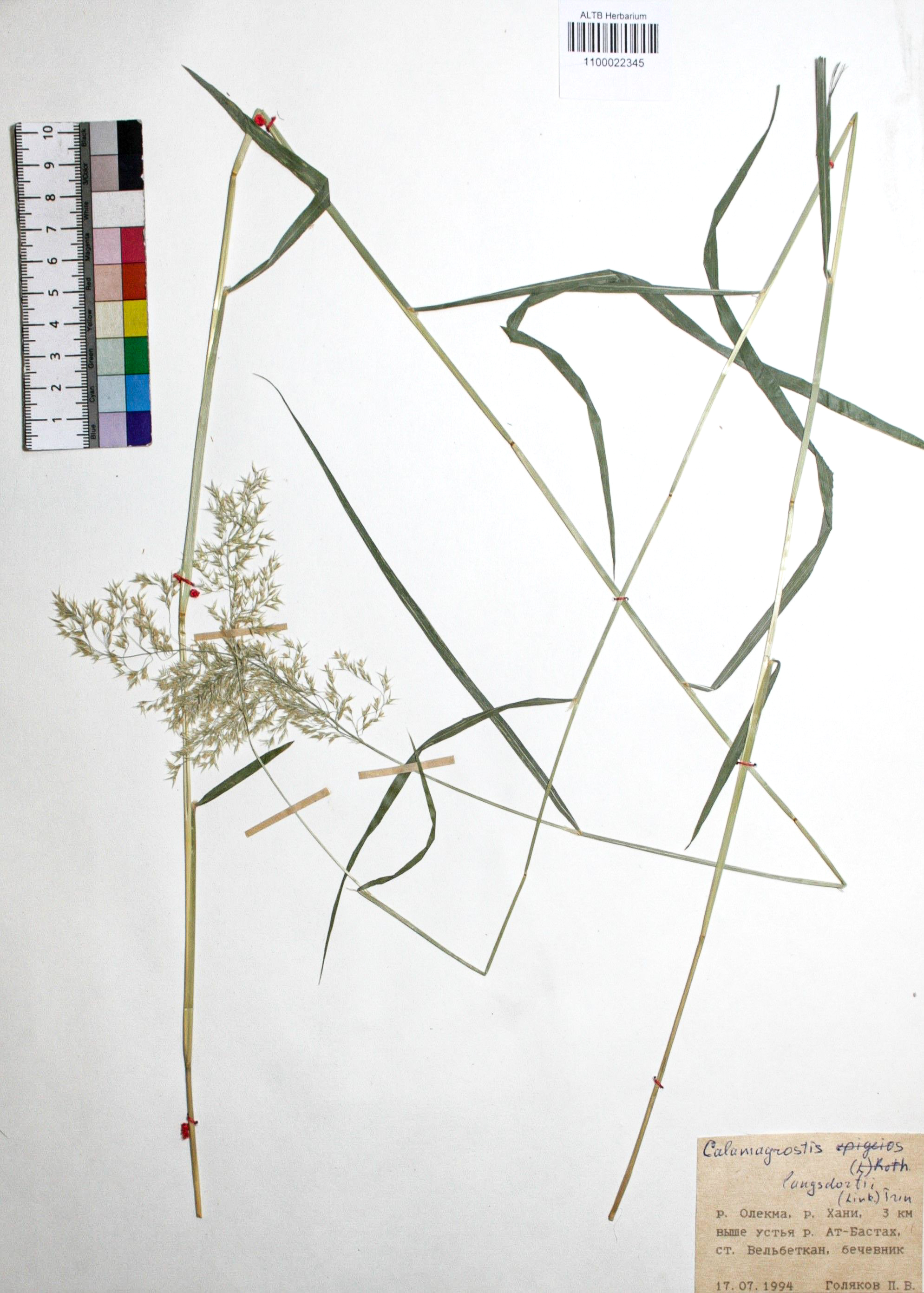 Calamagrostis langsdorffii (Link) Trin.